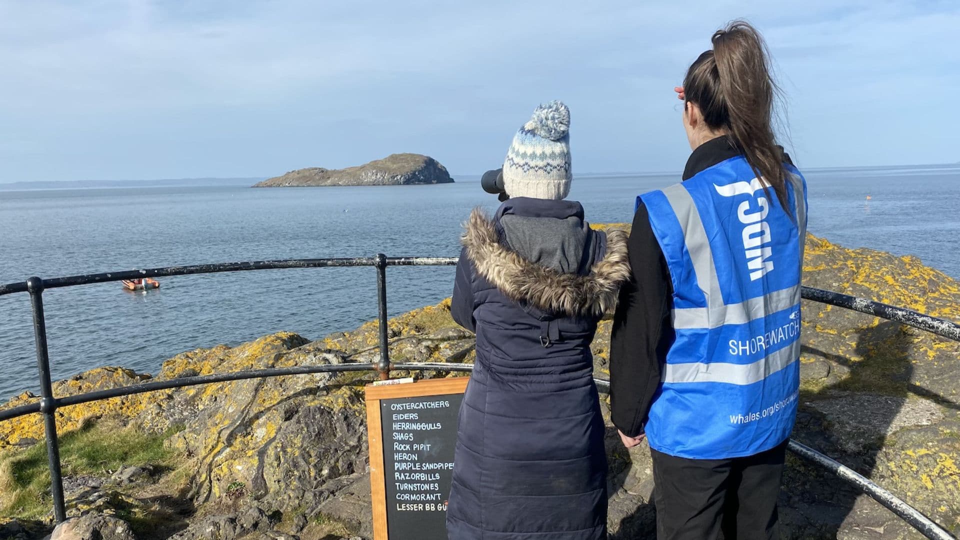Wildlife by the Waves: Whale & Dolphin Watch