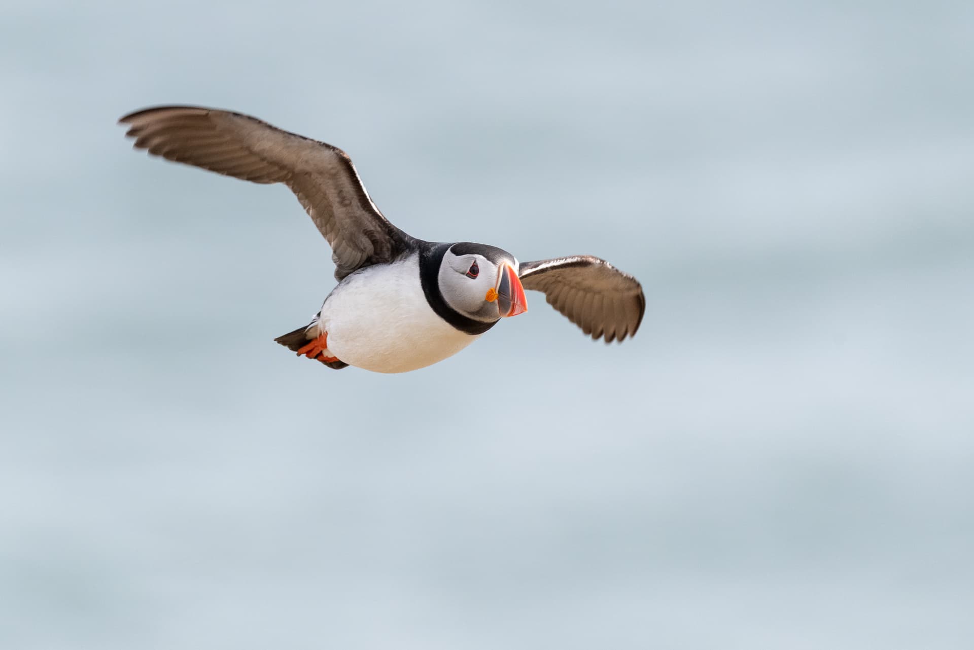 Bird ID Introduction Family Friendly Talk