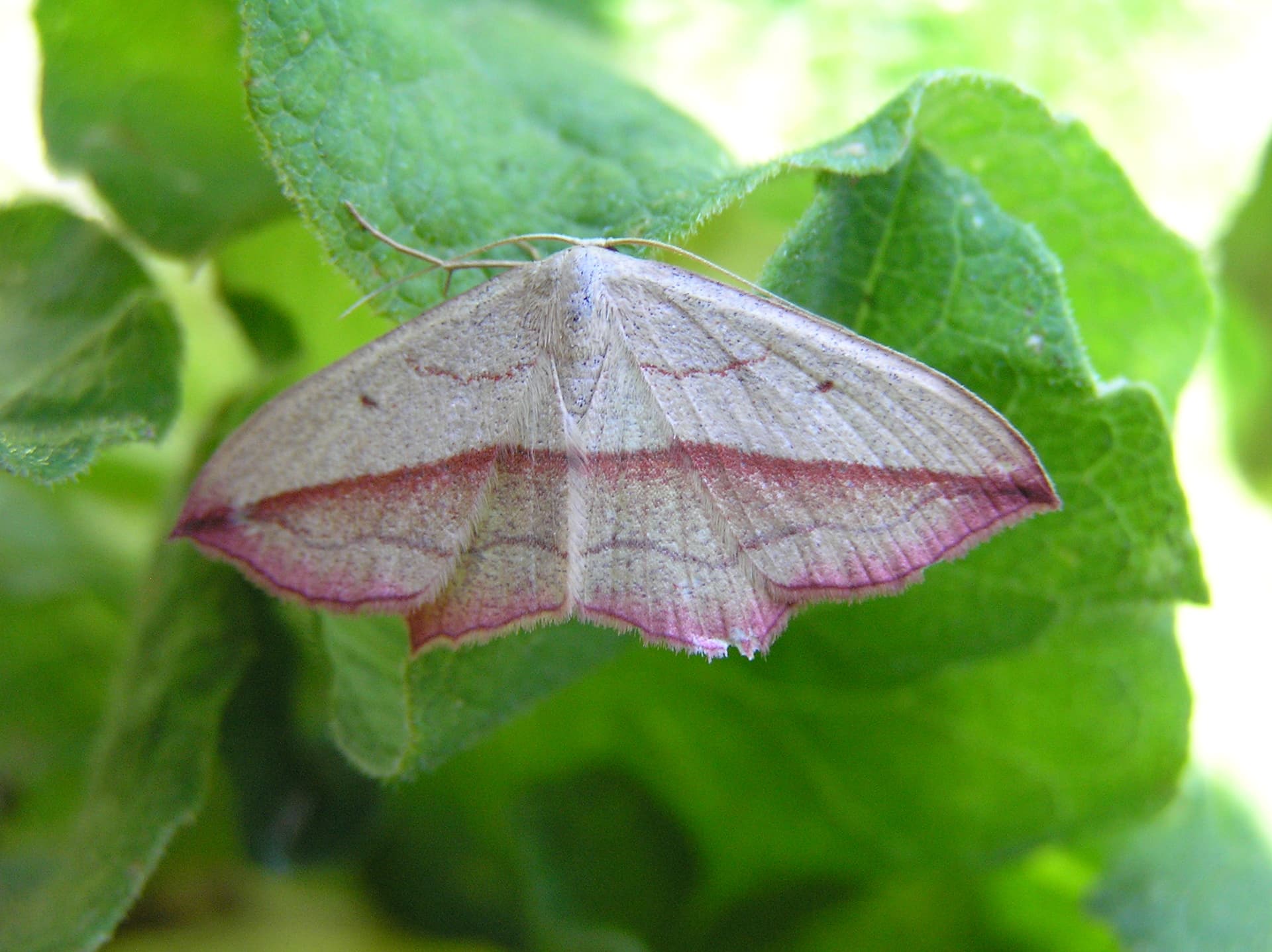 Moths and Coffee!