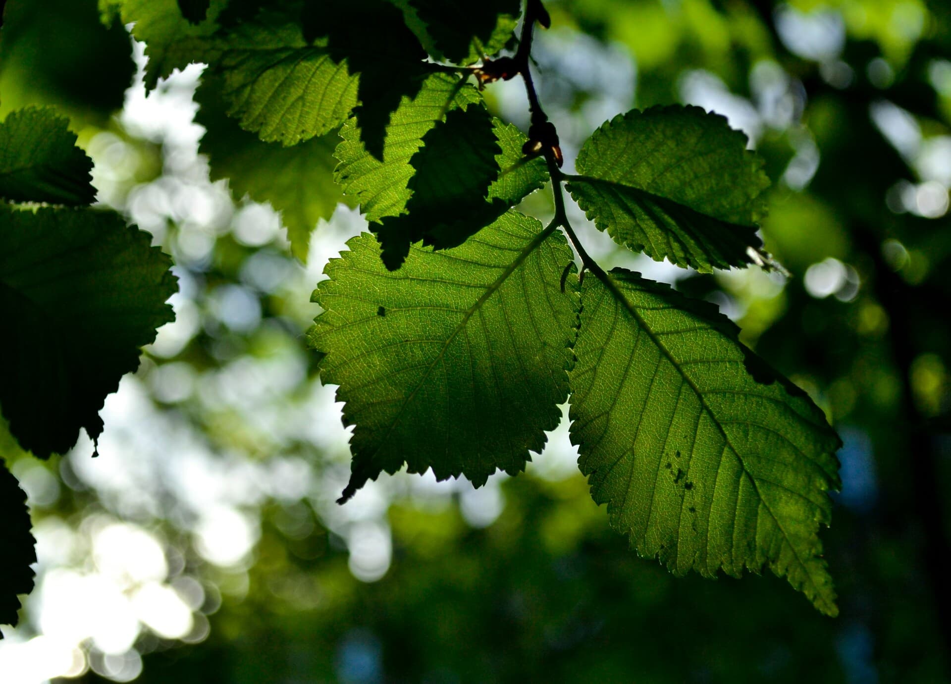 Nature Conservation Volunteering