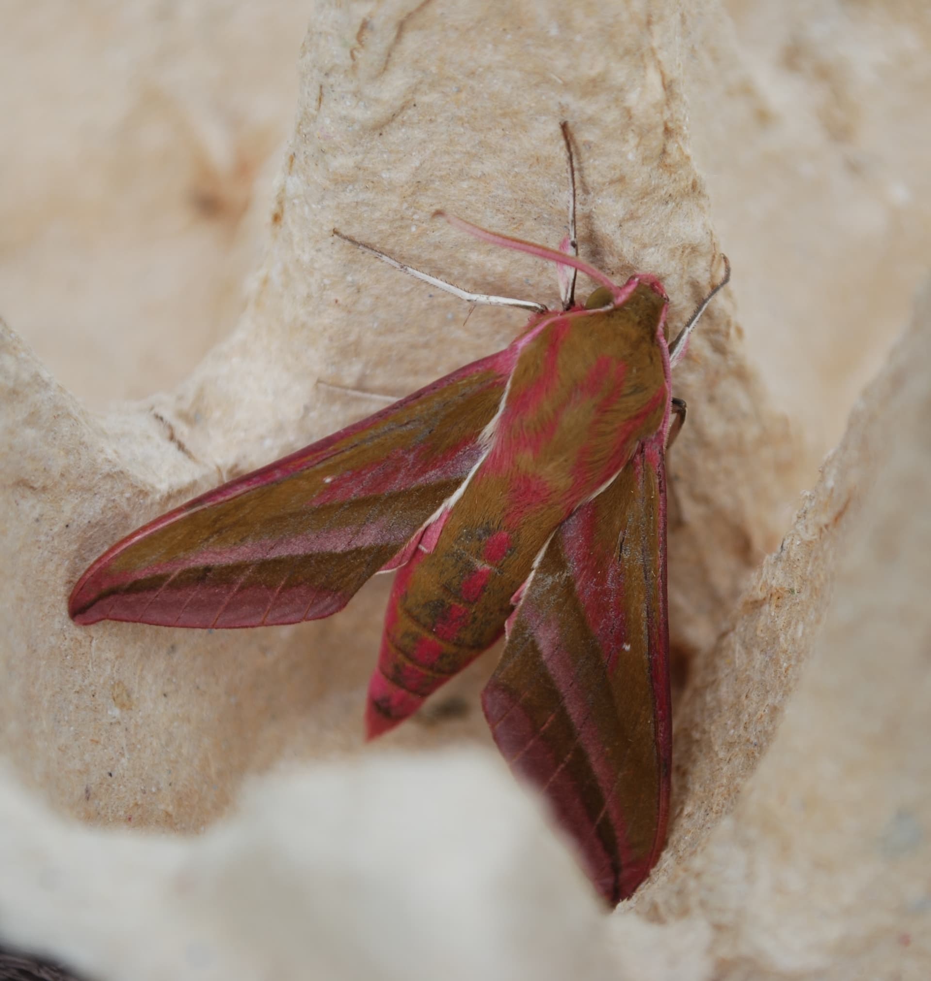Moths and coffee!