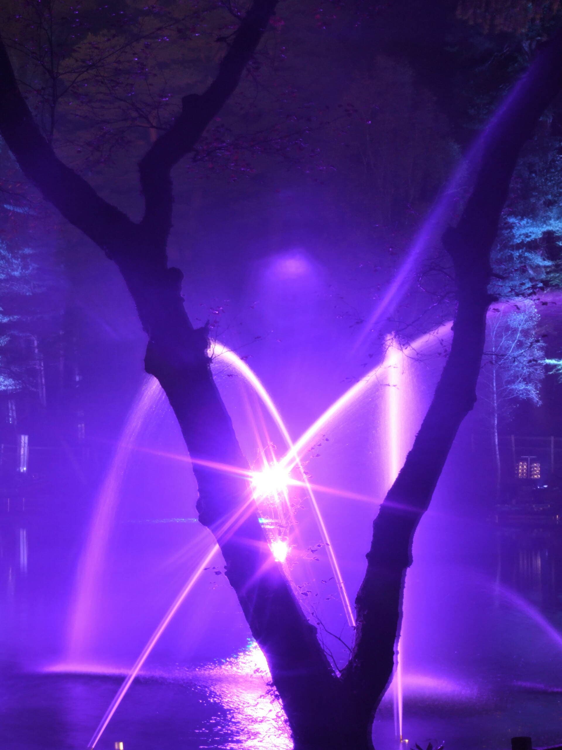 The Enchanted Forest
