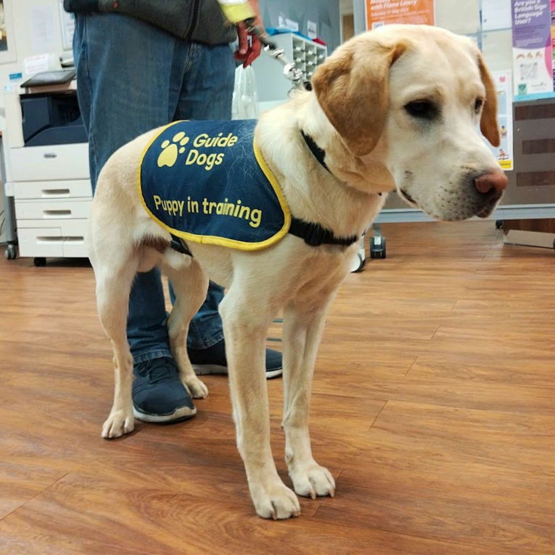 A Pawsome Session for Families!