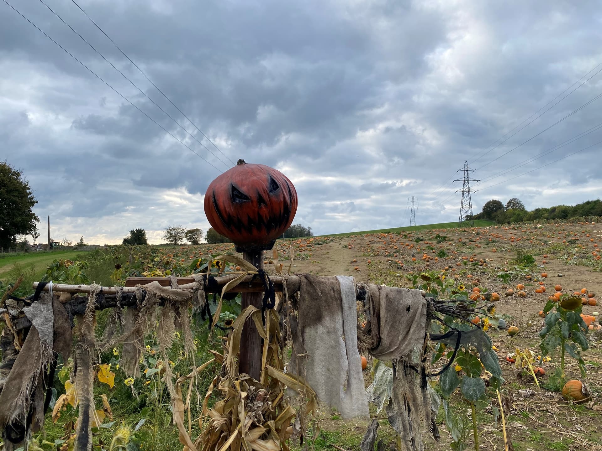 Sompting Pumpkins