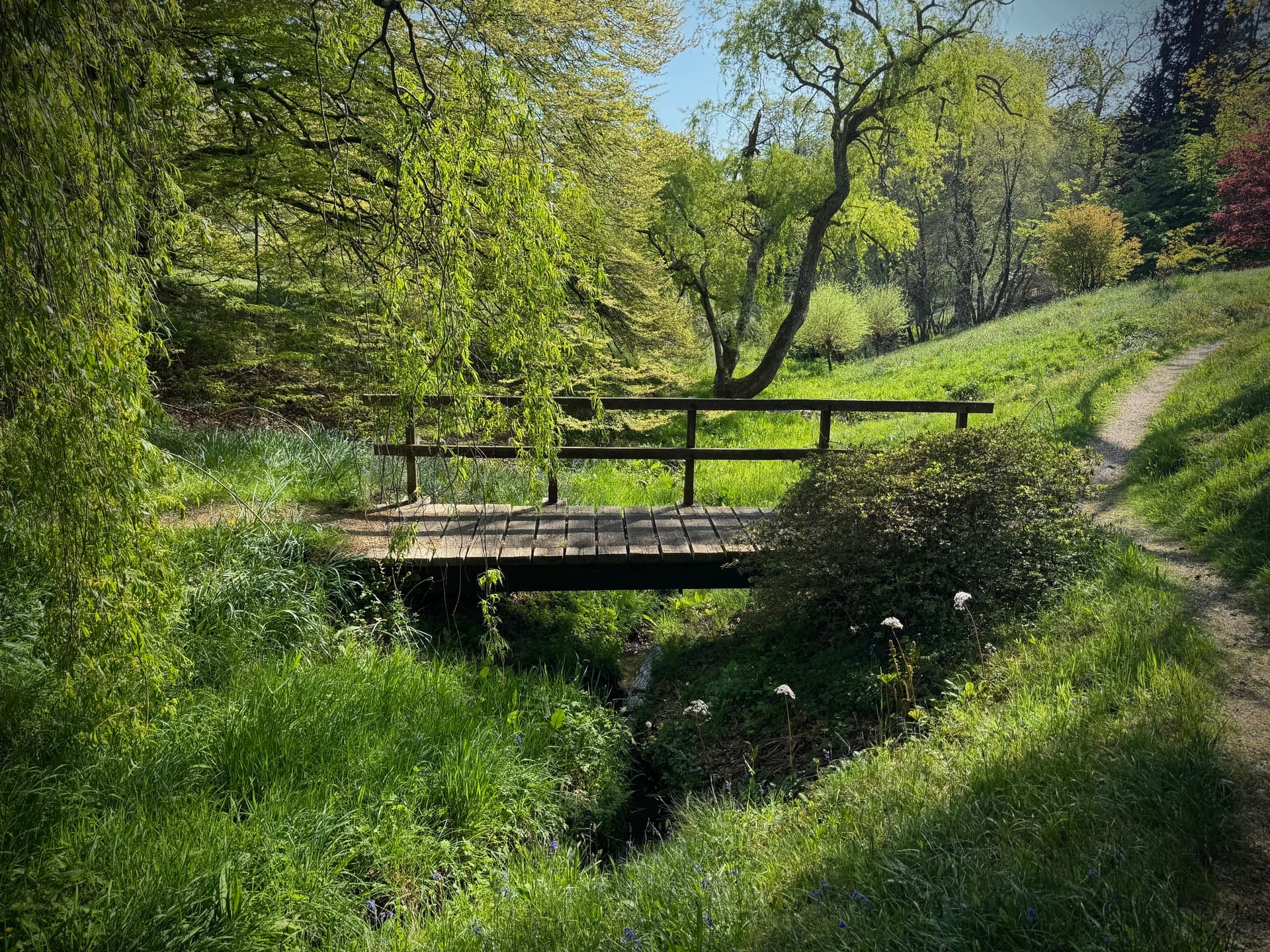 Forest Bathing at High Beeches