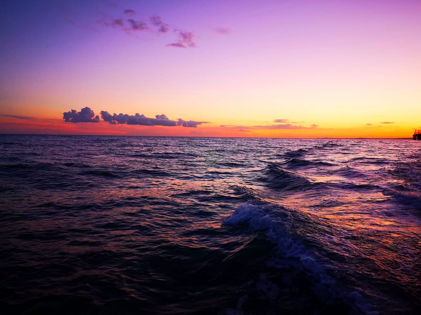 Brighton Sunset cruise with the Sussex Dolphin Project