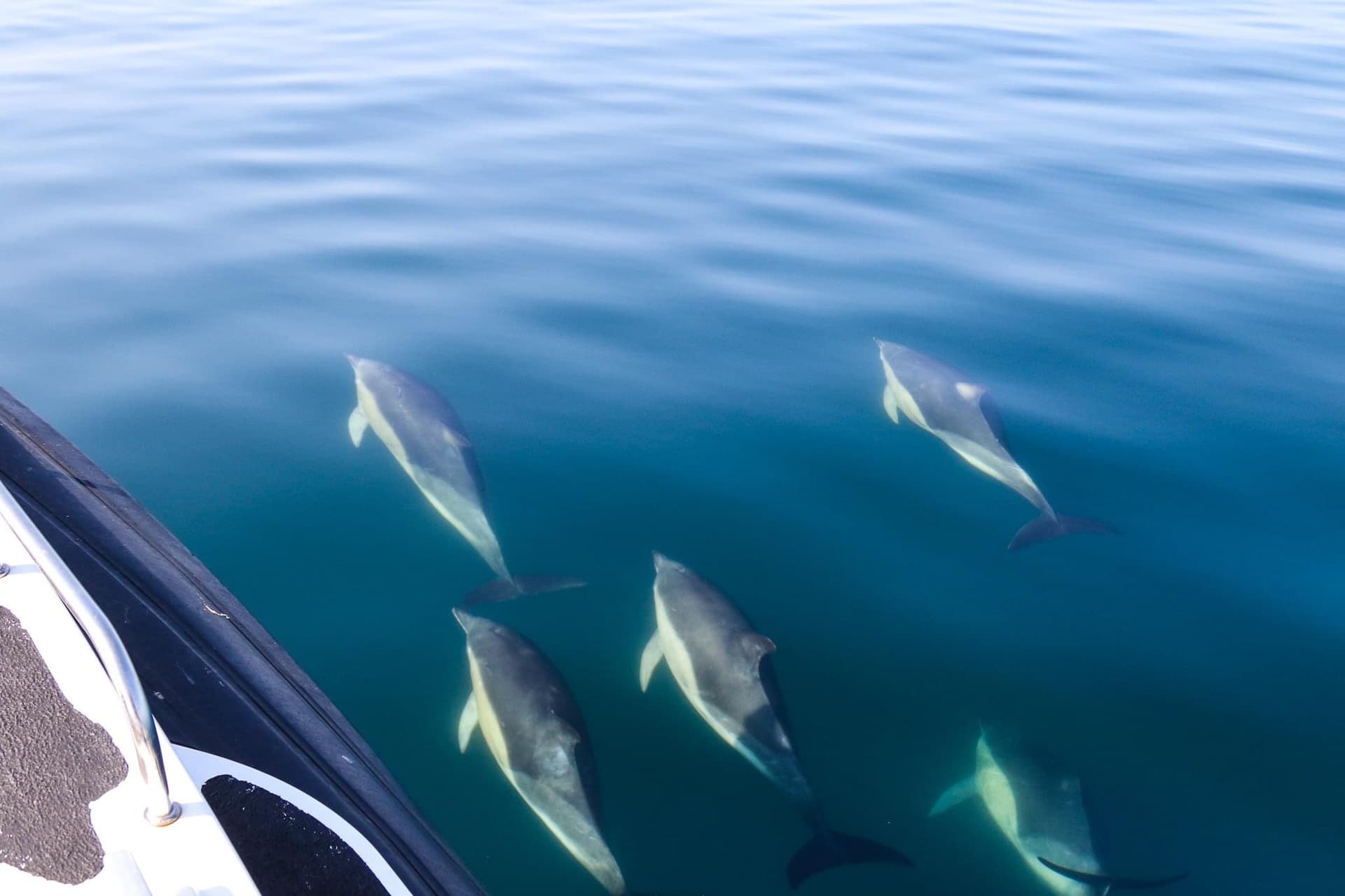 Private Charter Boat Trip to the Fingals Cave & the Treshnish islands for OLW+