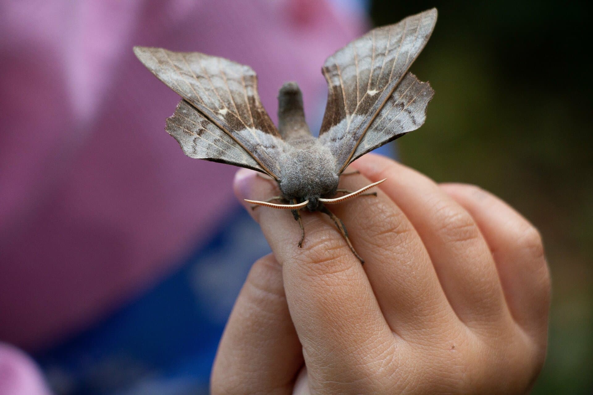 June Moth Morning