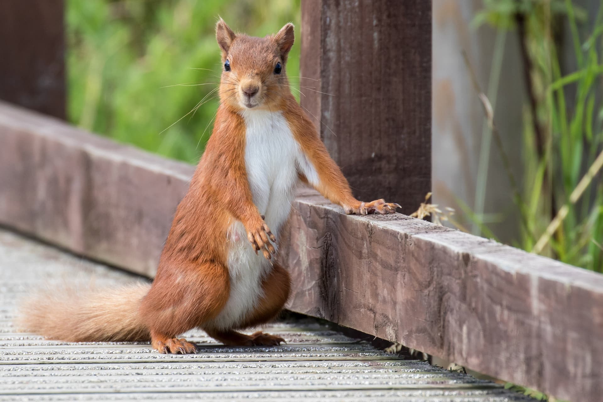 Red Squirrel Monitoring Box Making