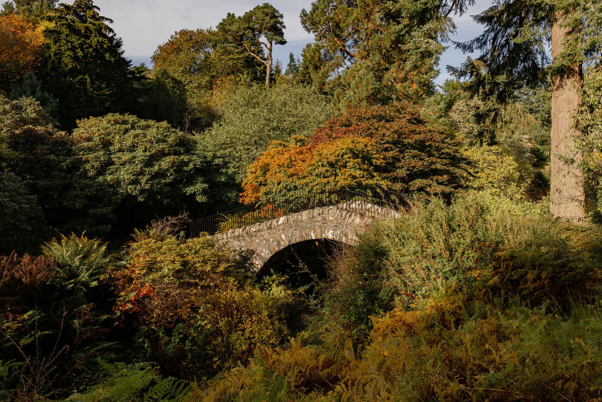 Sunday Autumn guided tour at Dawyck Botanic Garden