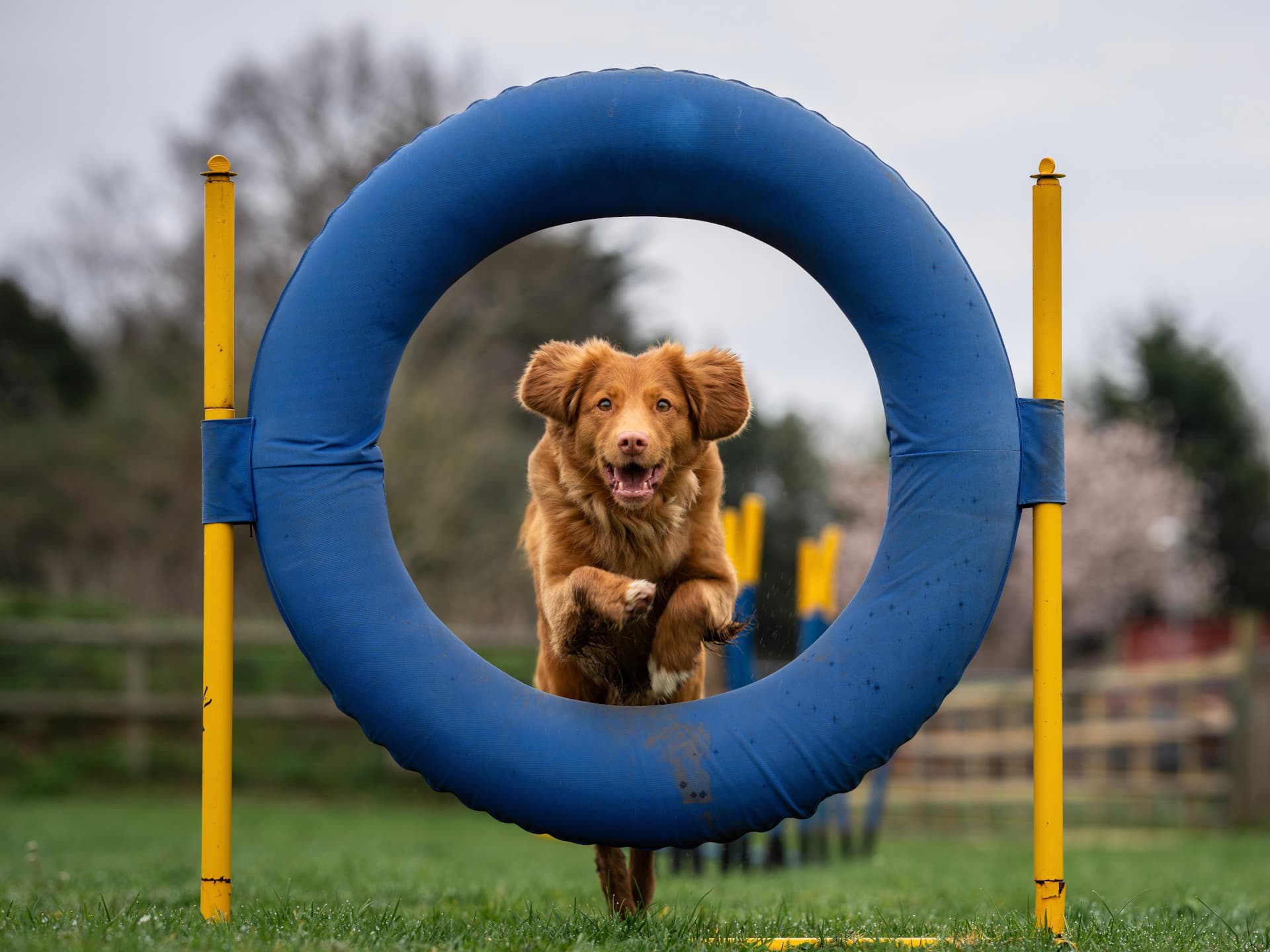 International Animal Rescue Sponsored Dog Walk and Fun Dog Show