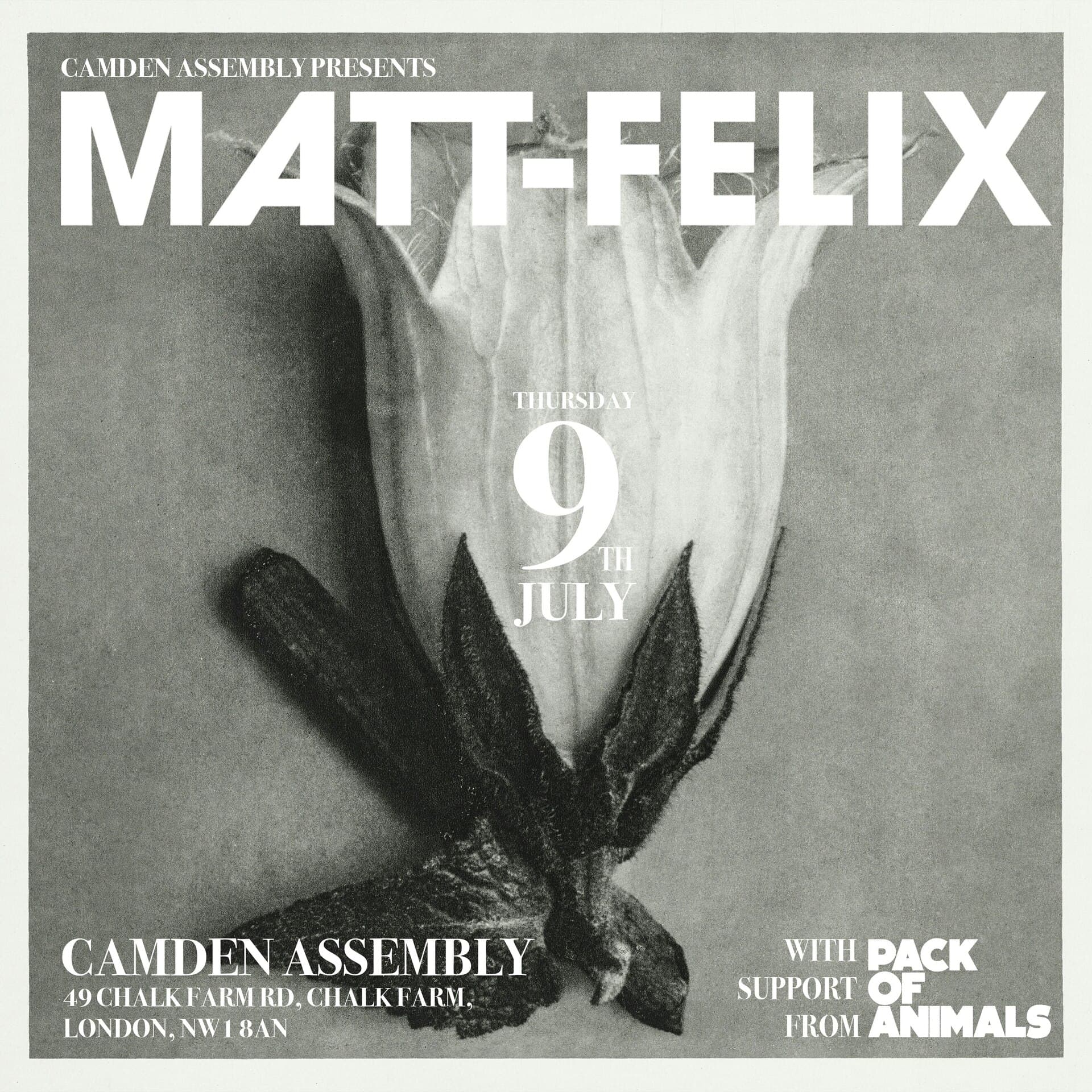 Matt-felix