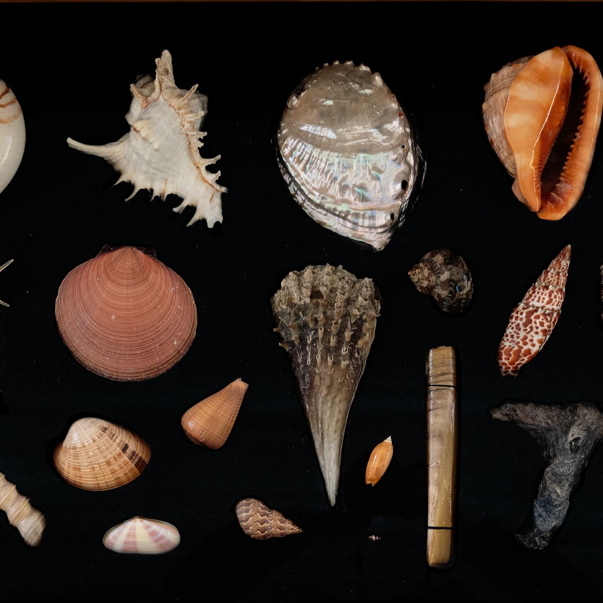 Children’s Highlight Tours: Fun Facts from the Collection
