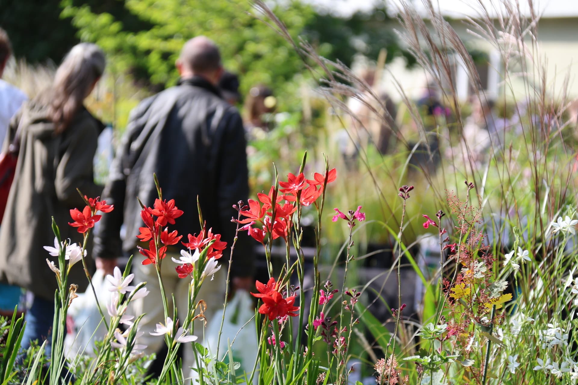 Autumn Plant Fair