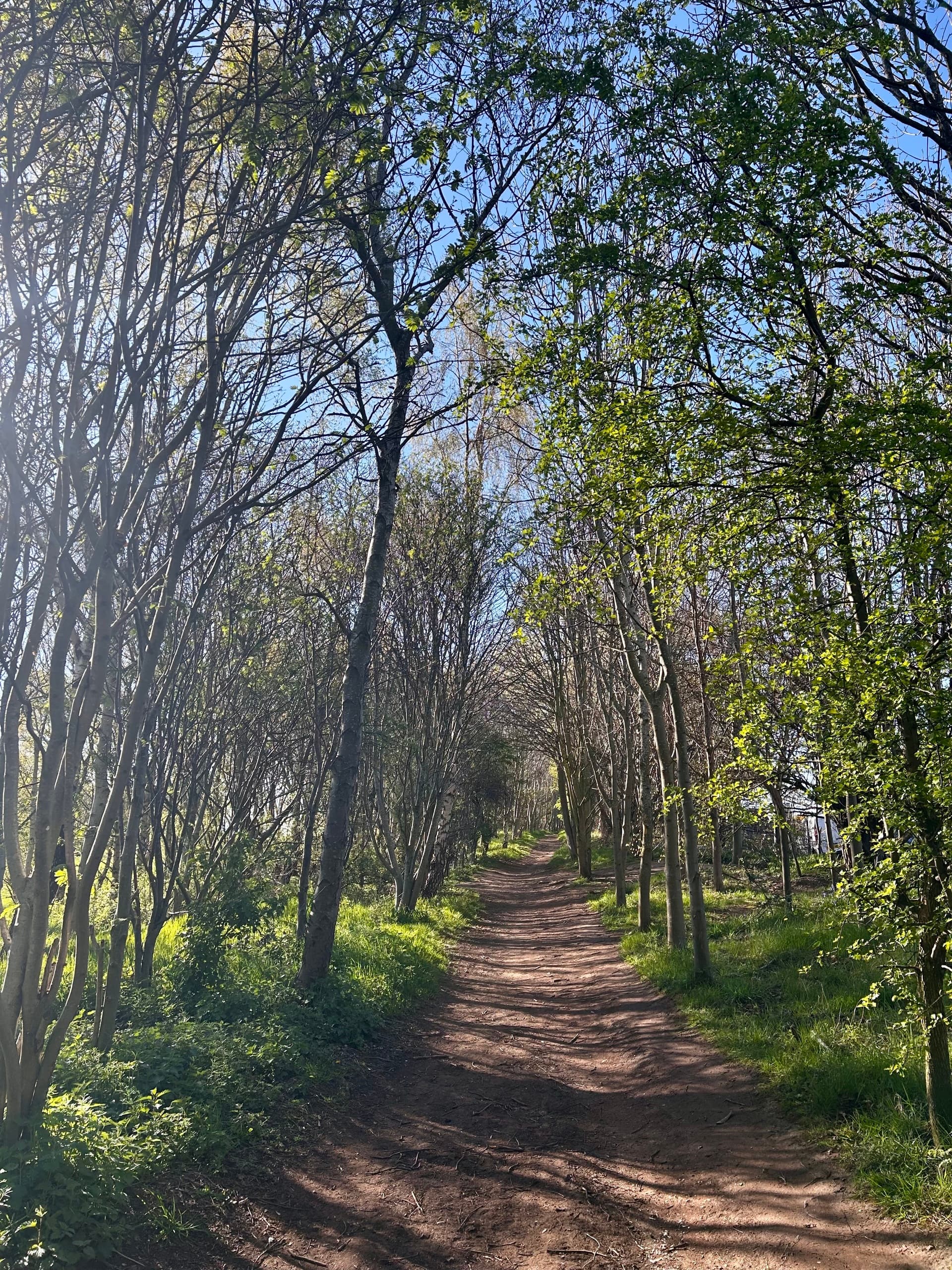 The Full Still Forest Bathing, Edinburgh