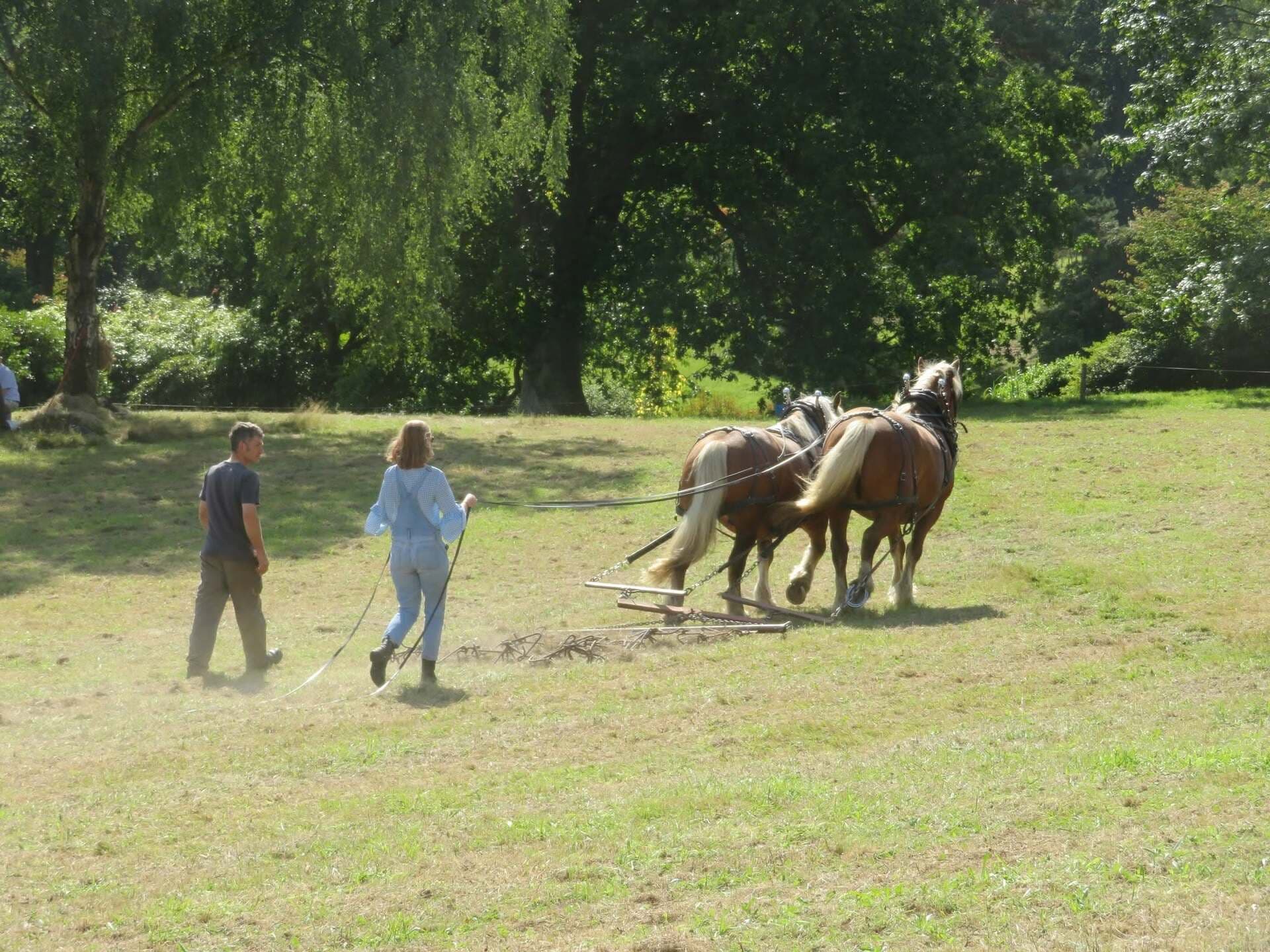 Heavy Horses - Wildflower Meaow Harrowing