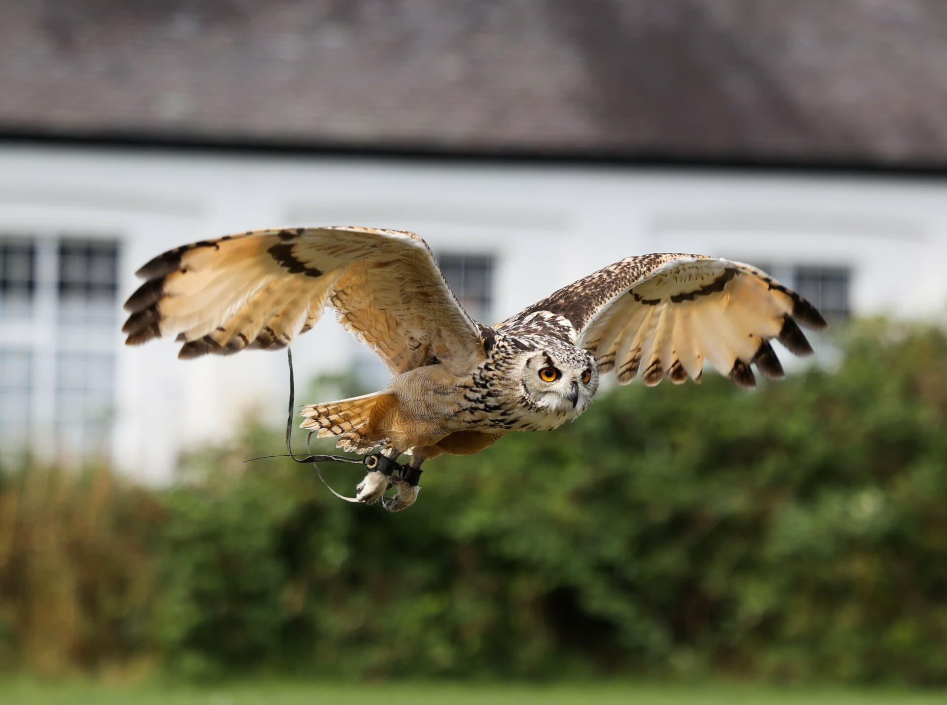 Birds of Prey