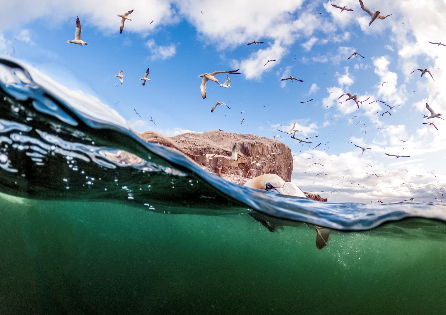 The Flock