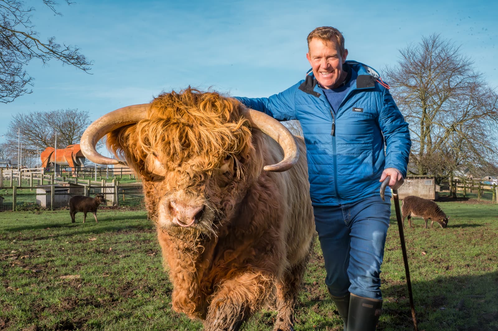 Highland Cow Weekend