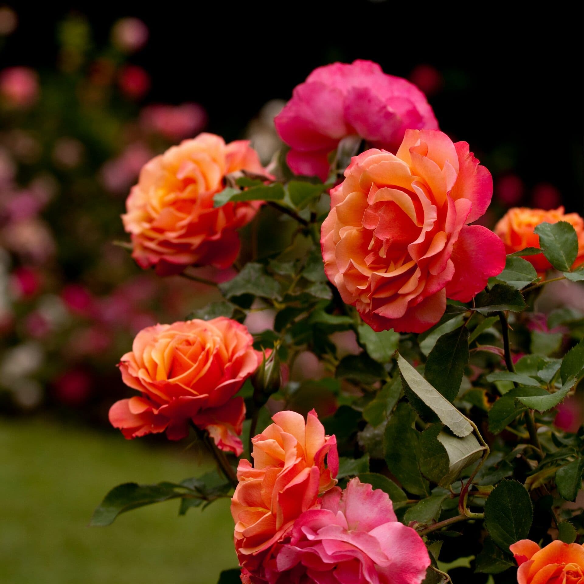 All About Roses