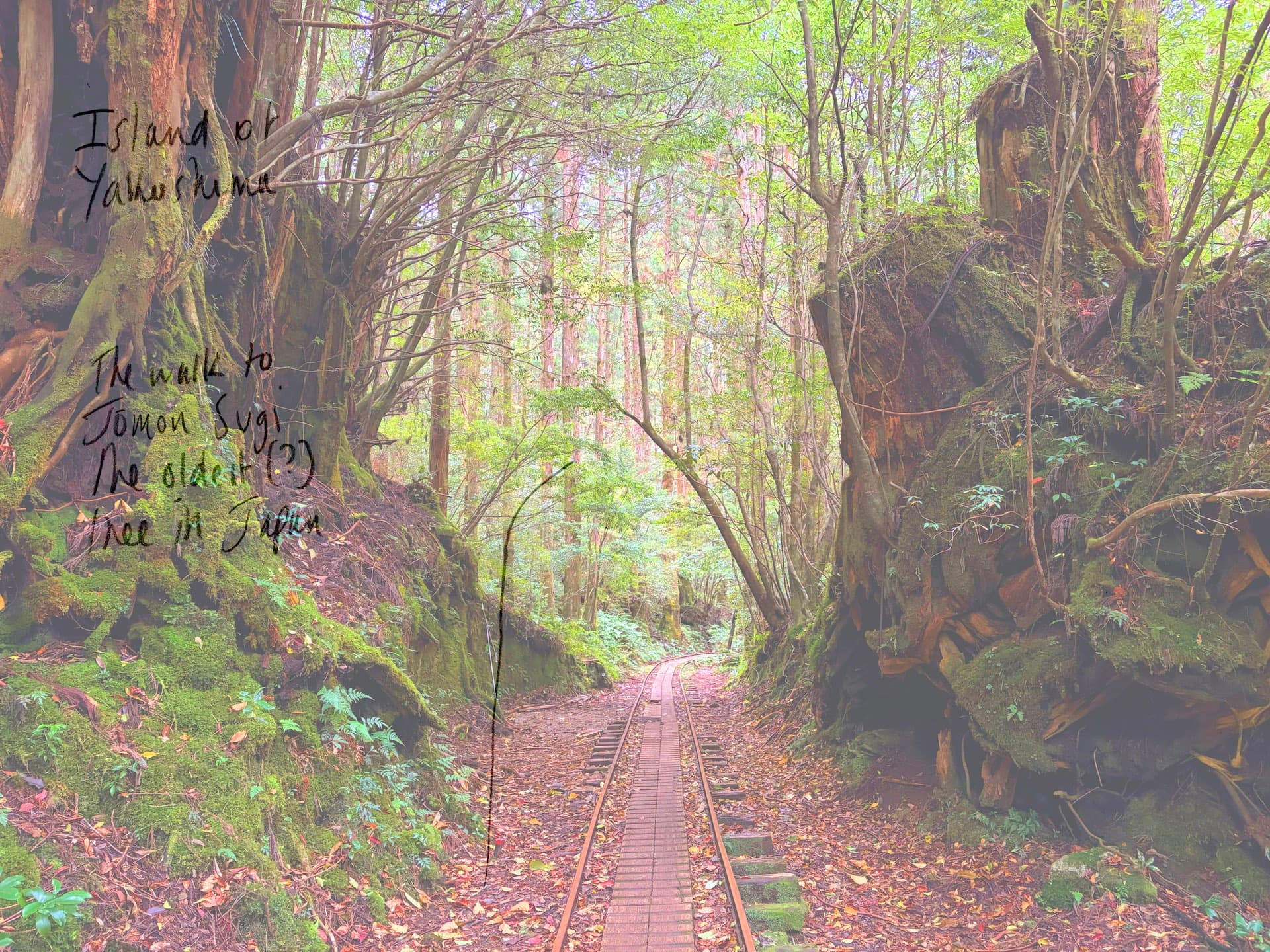 Attending Landscapes: Walking, Listening and Mapping with Harri Harrison