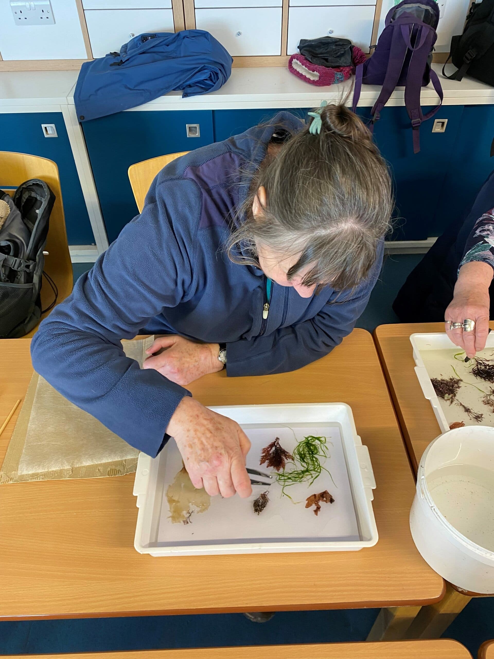 Introduction to Seaweeds & Seaweed Pressing