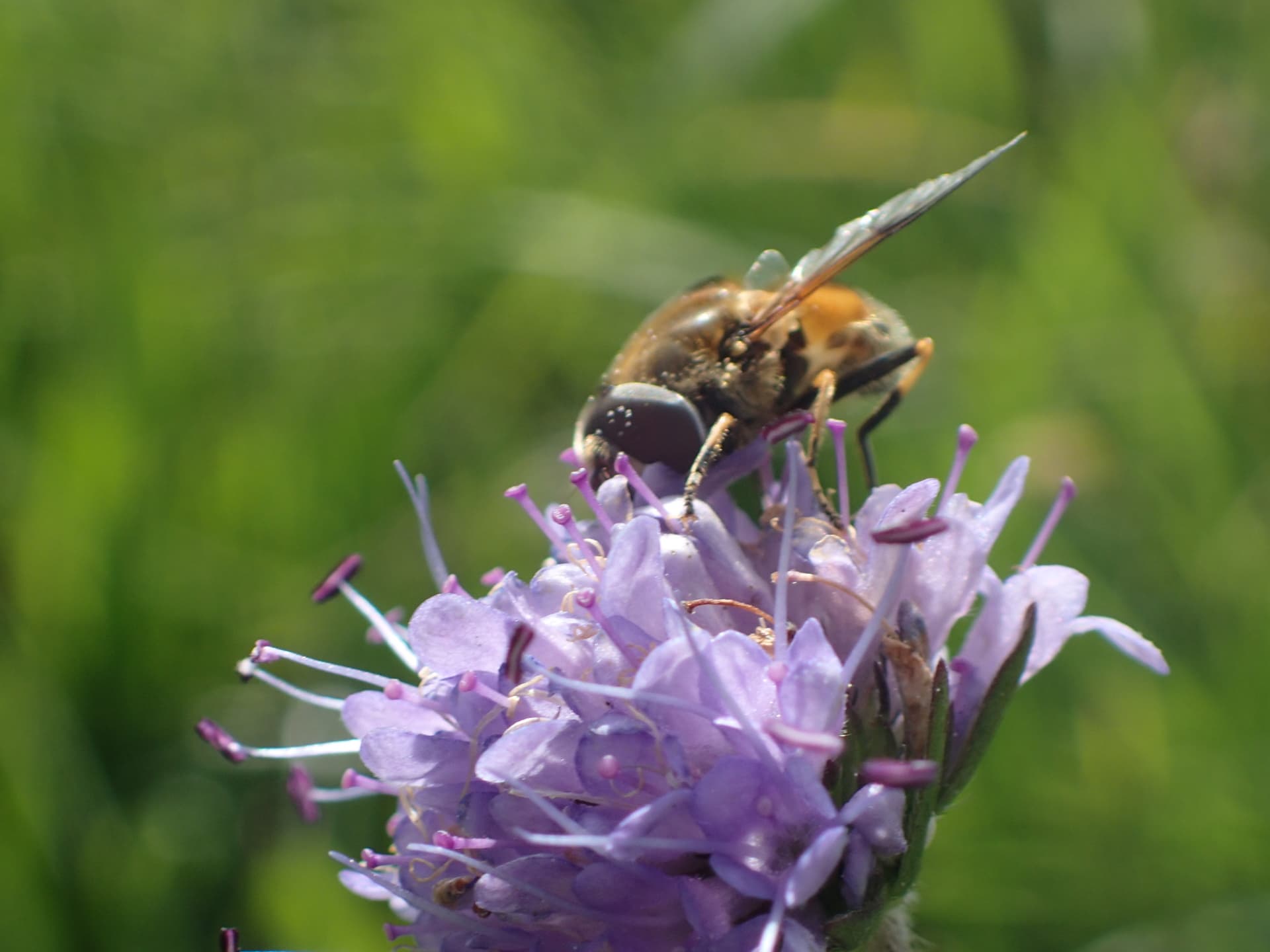 Meadow Mayhem