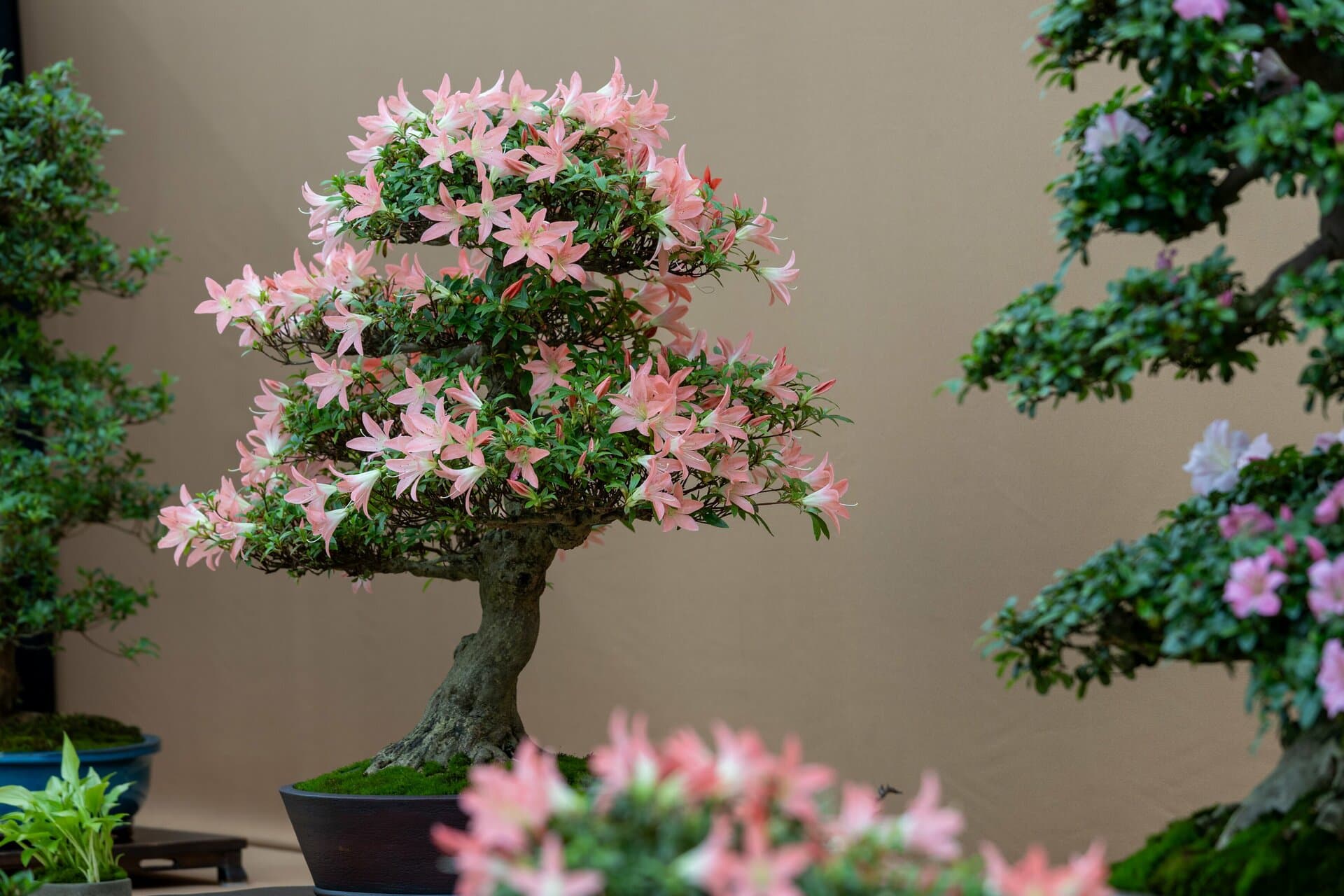 Bonsai Show
