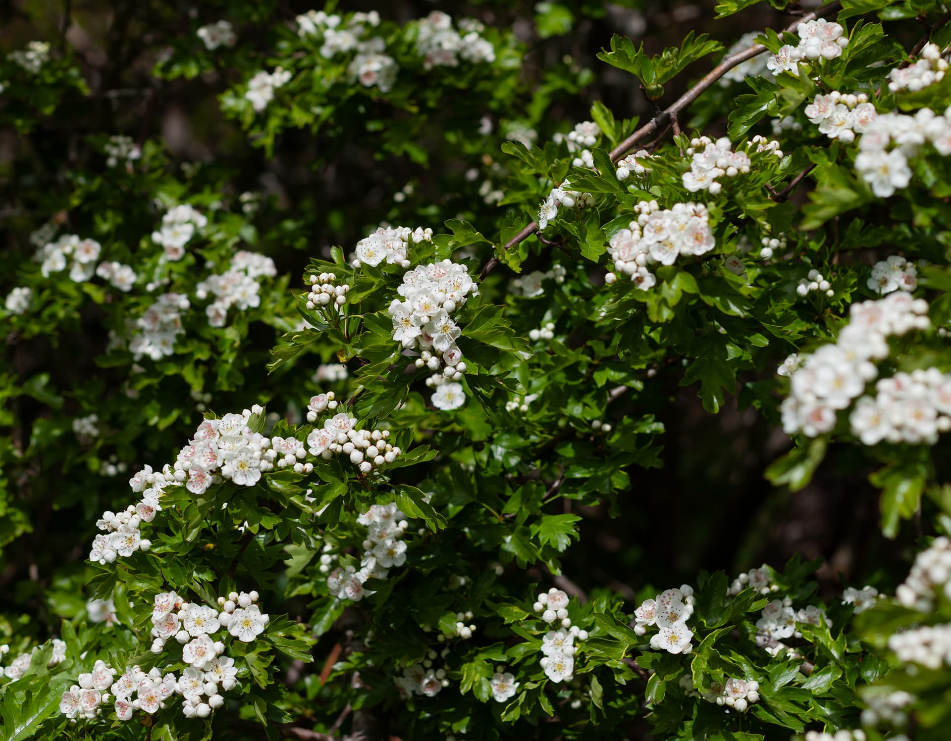 Mindful Photography Workshop