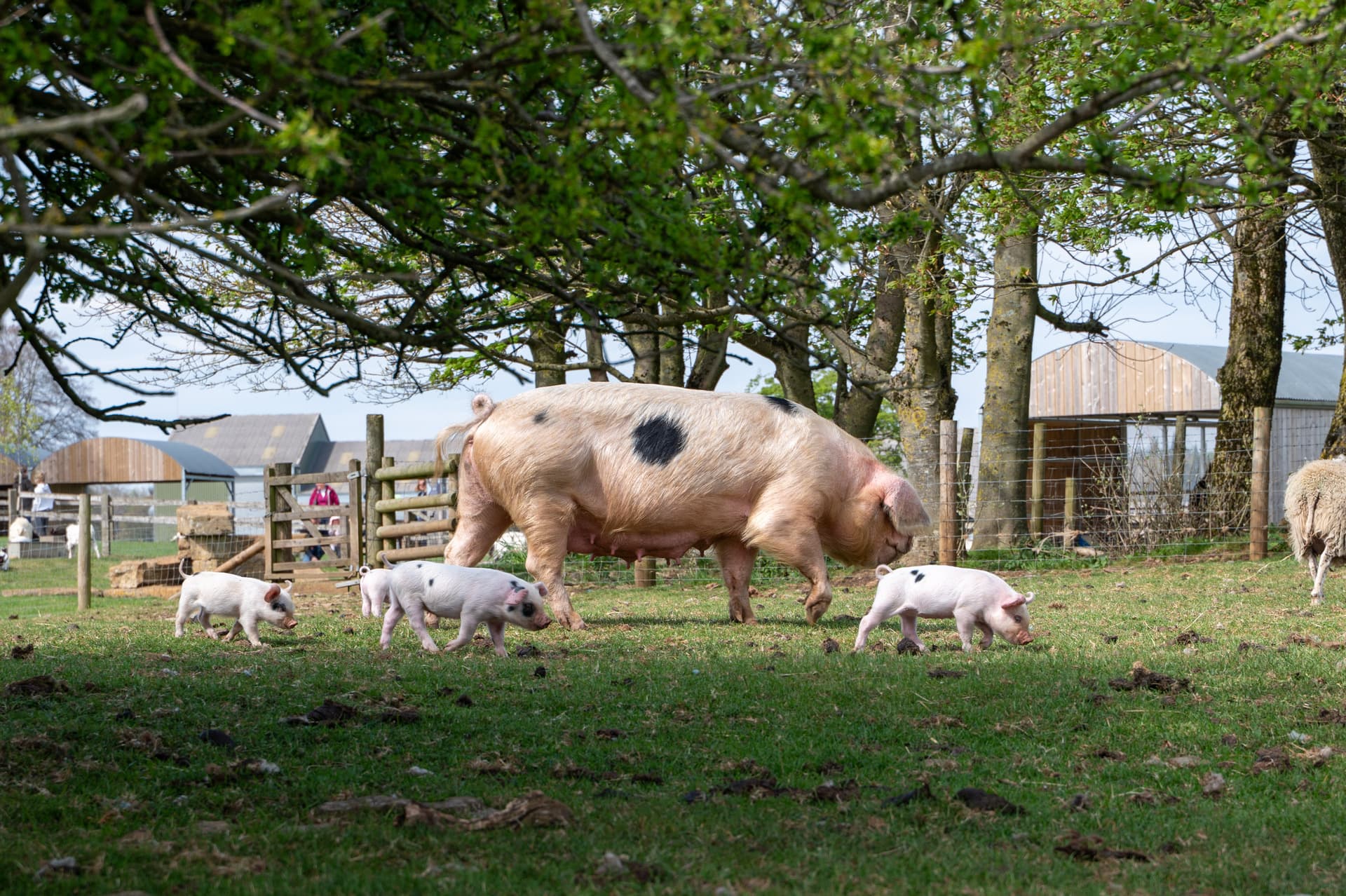 Pig Fest on the Farm