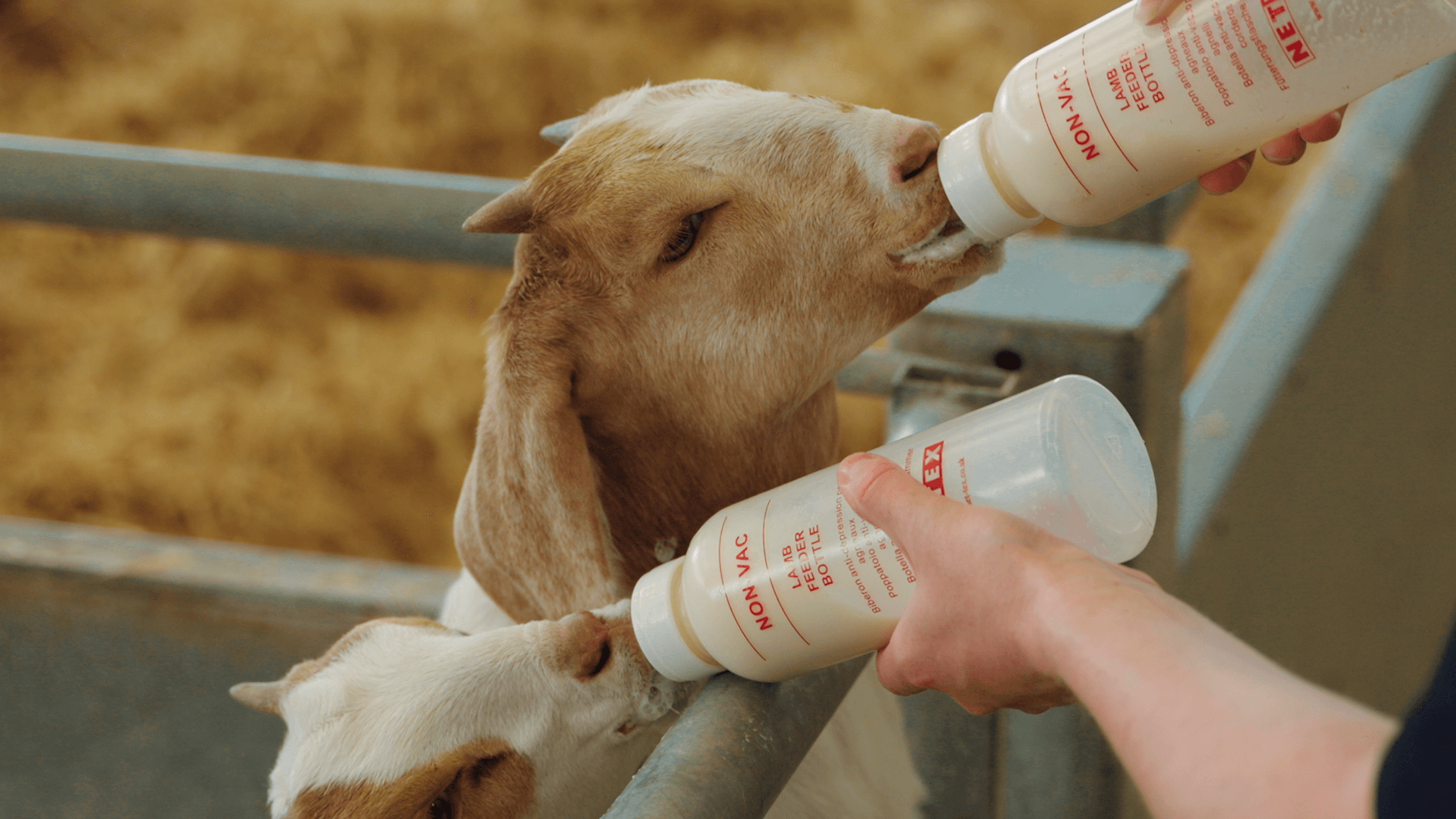 Bottle Feed Our Lambs and Kids