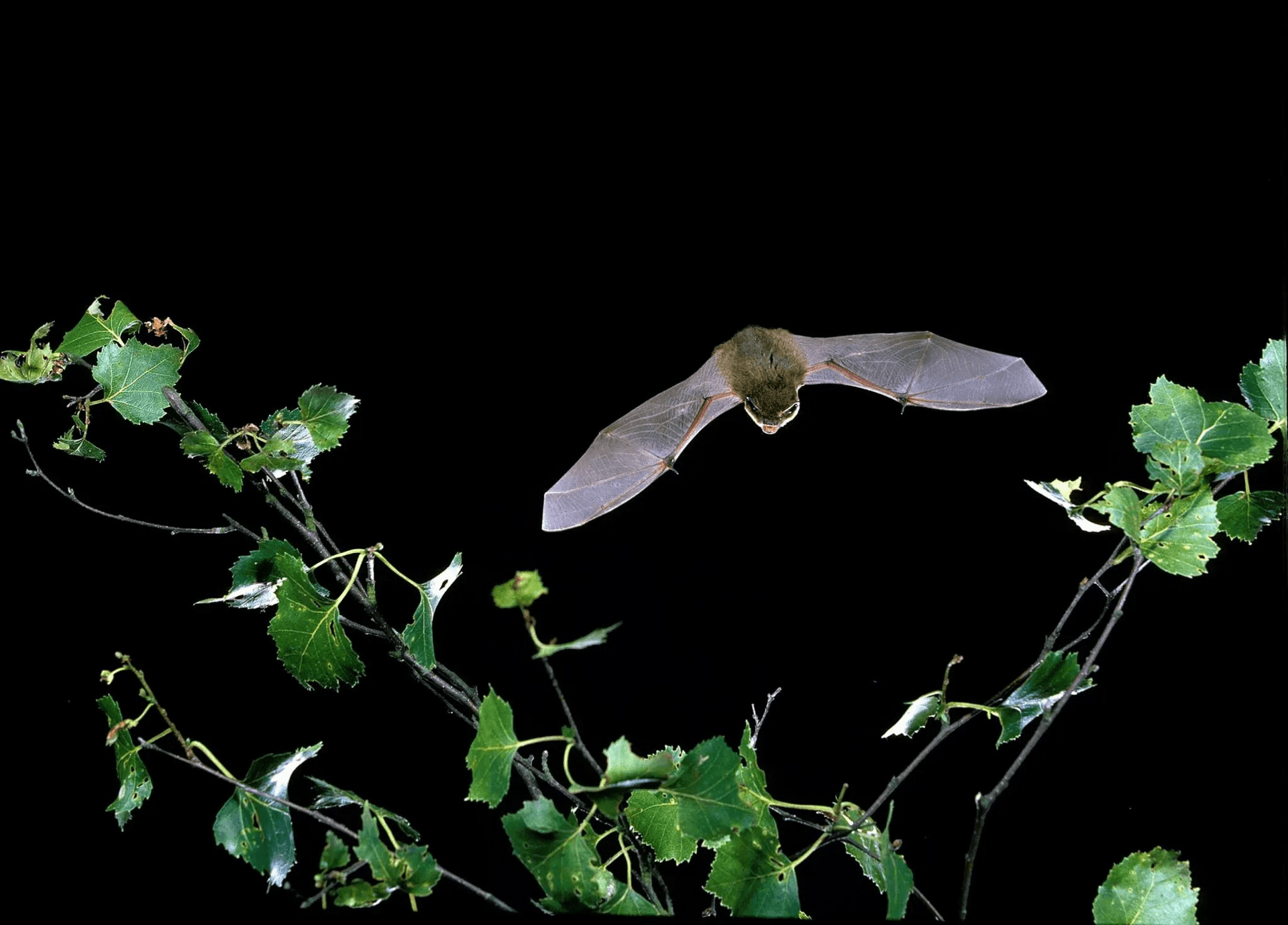 Evening Bat Walks