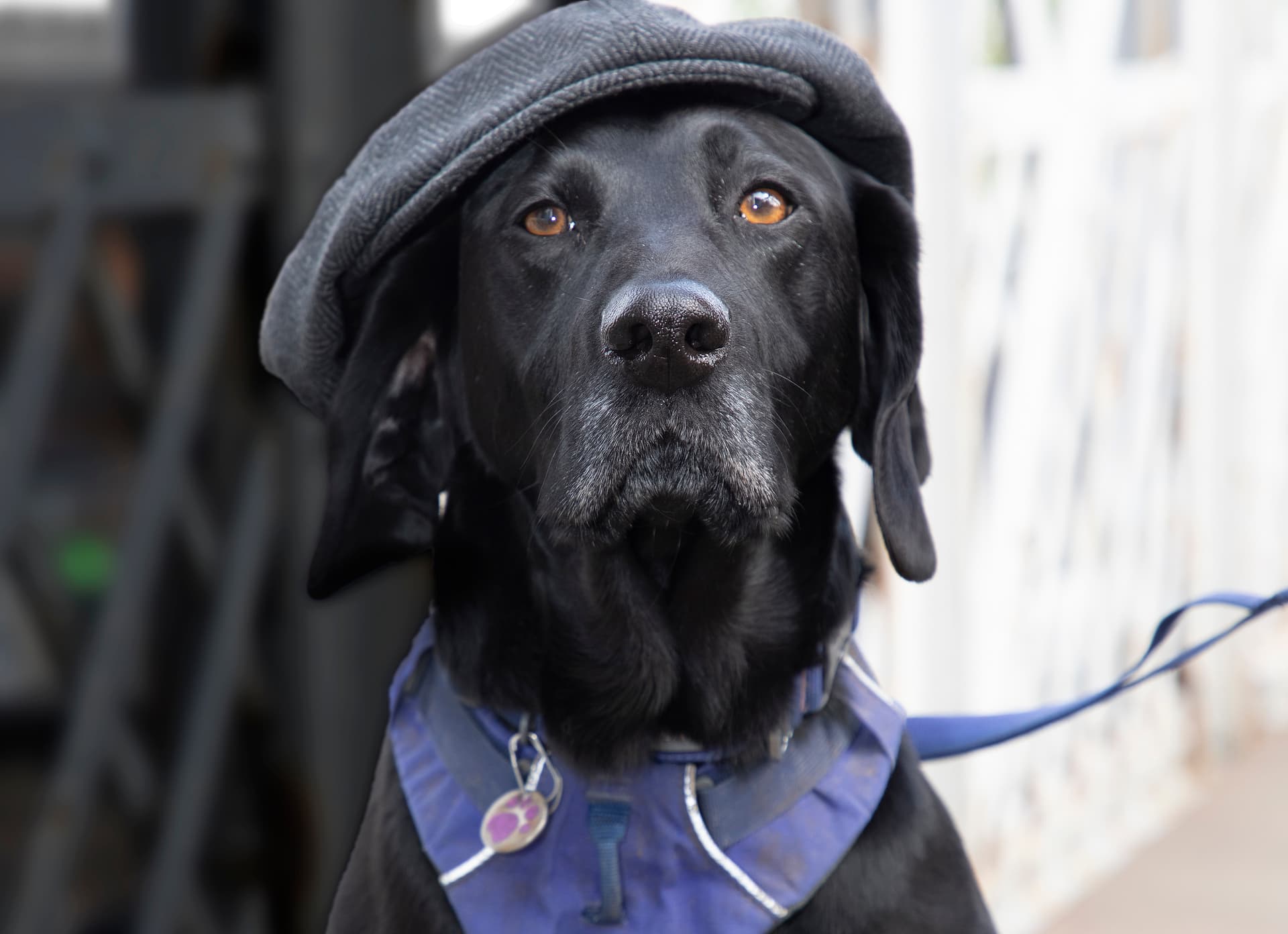 Peaky Pooches