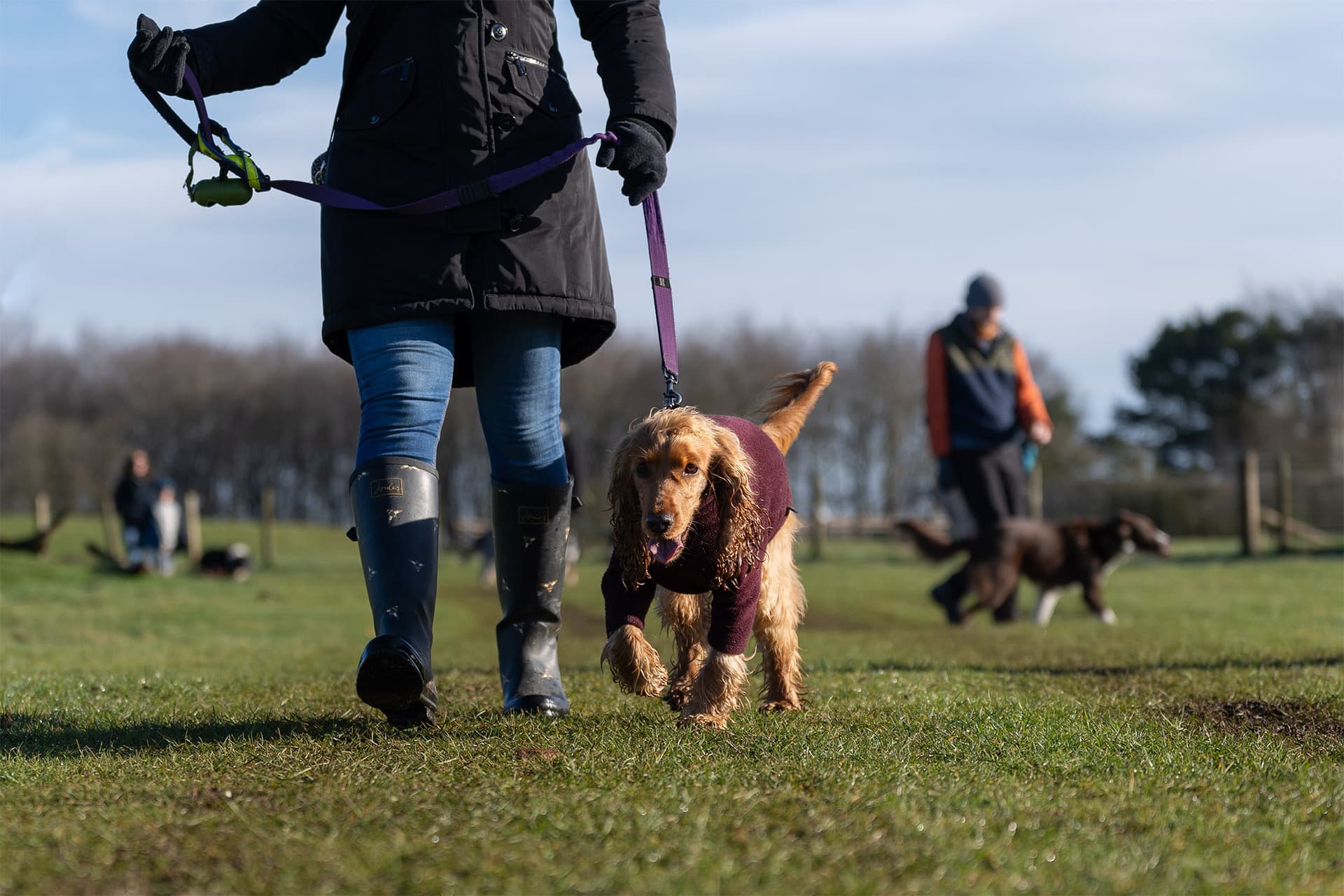 Guided Cotswold Dog Walks