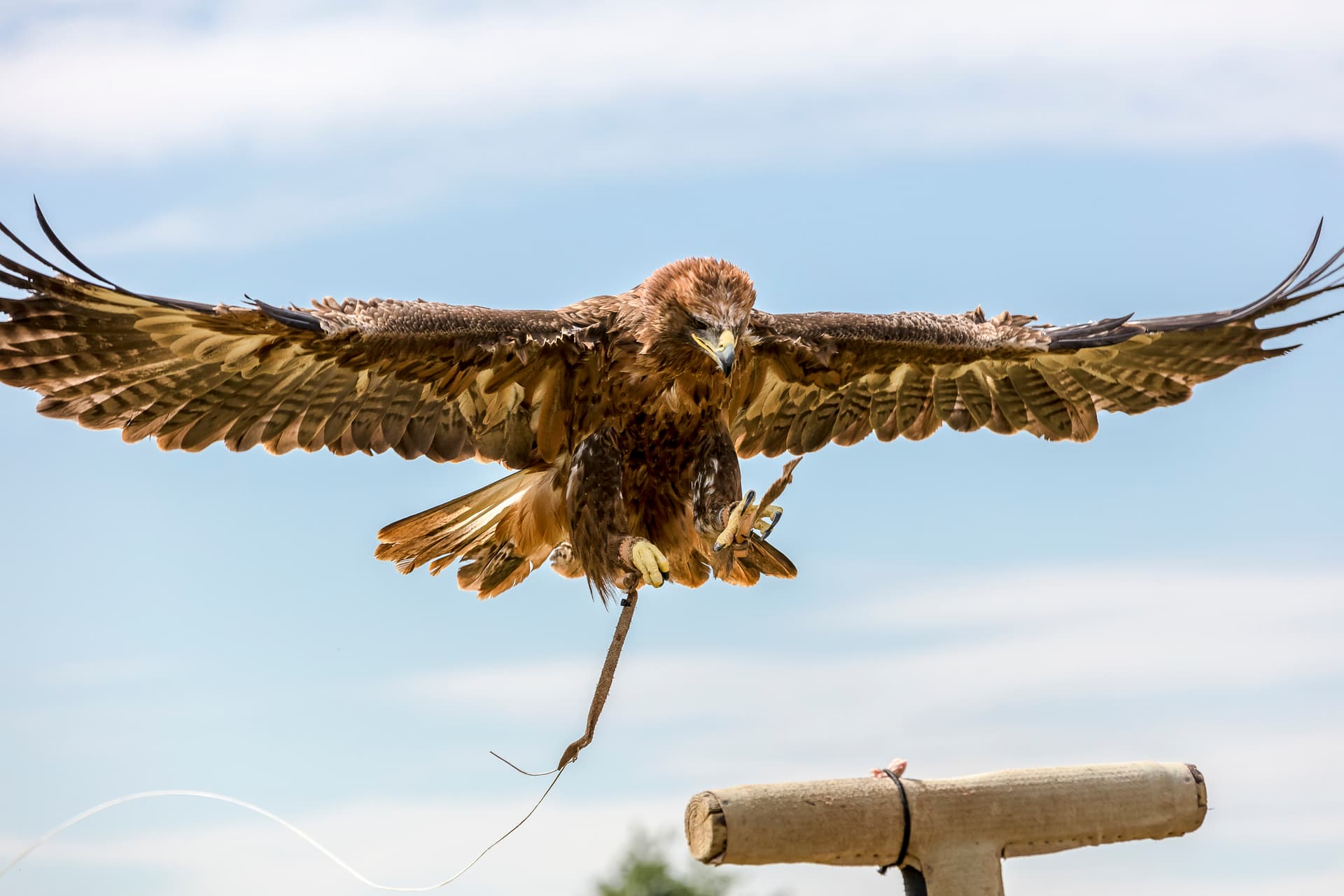 Falconry