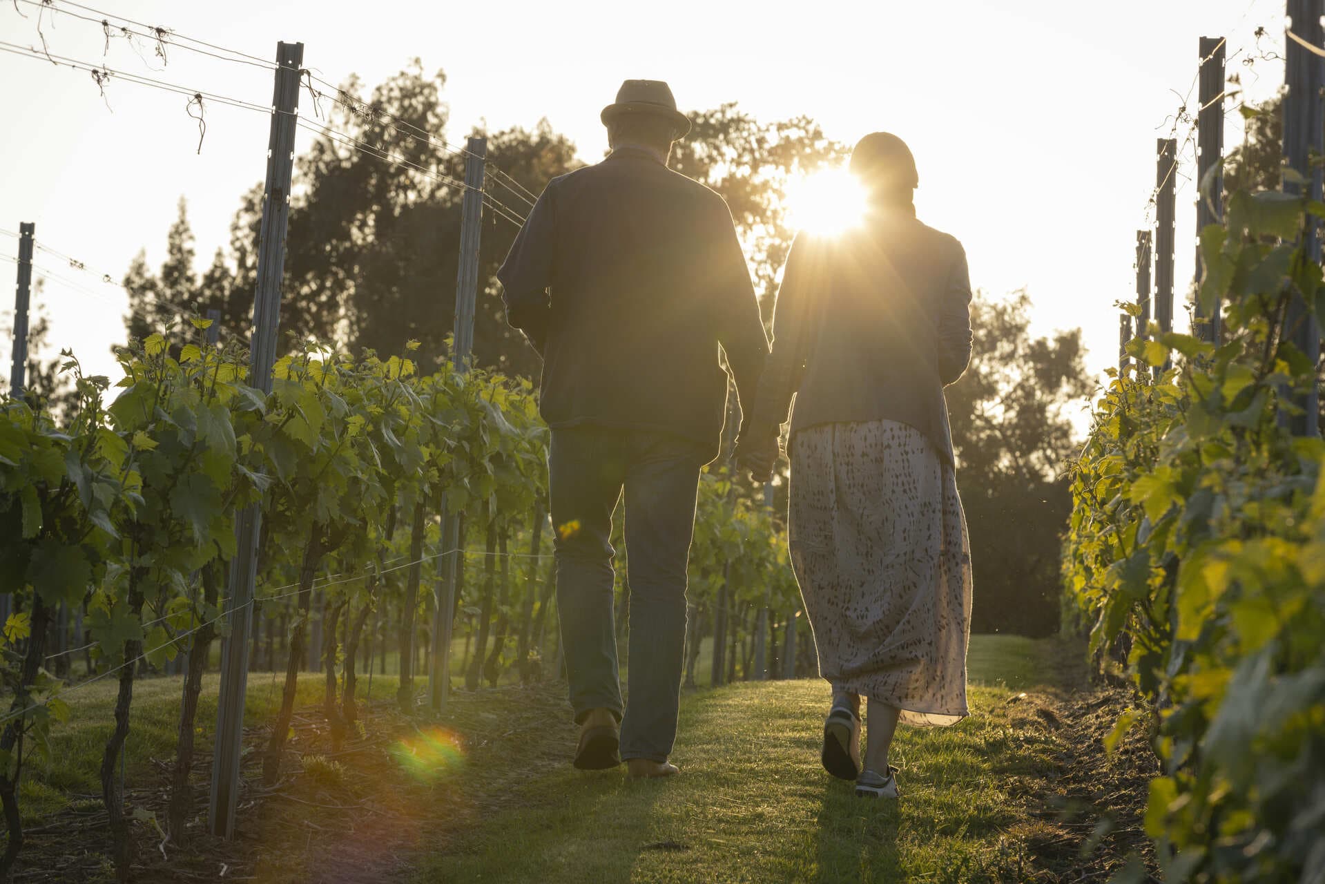 Evening Amongst the Vines at Leonardslee Wine Estate
