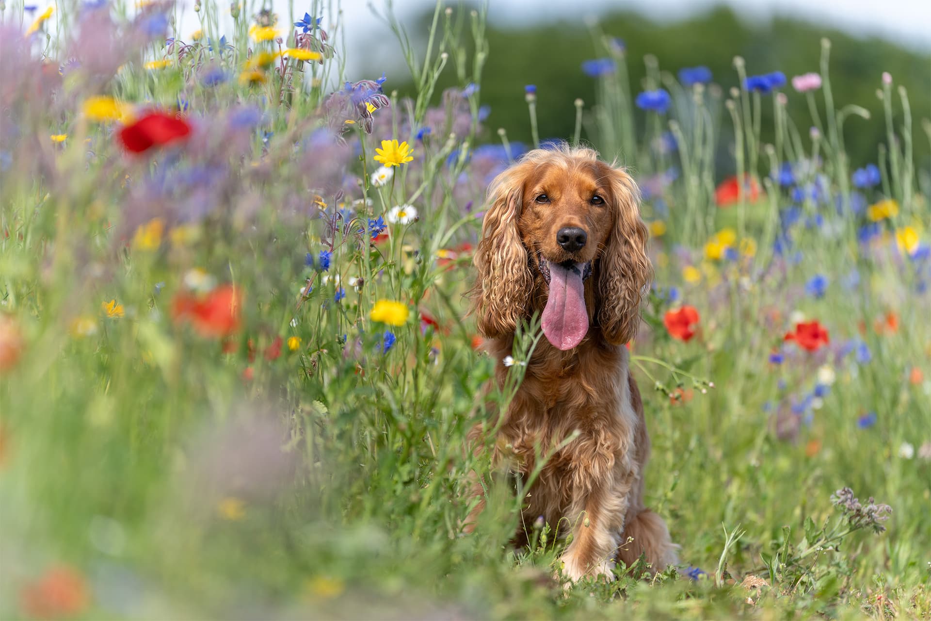 Cotswold Farm Park's Summer of Fun