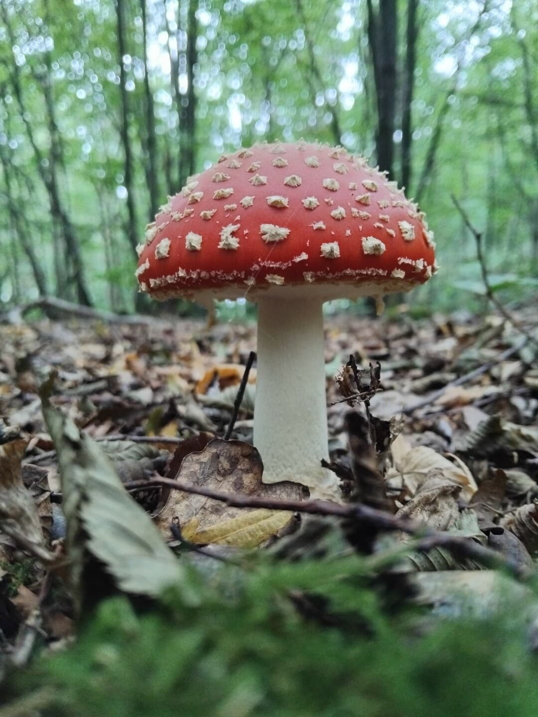 Fungal Foray