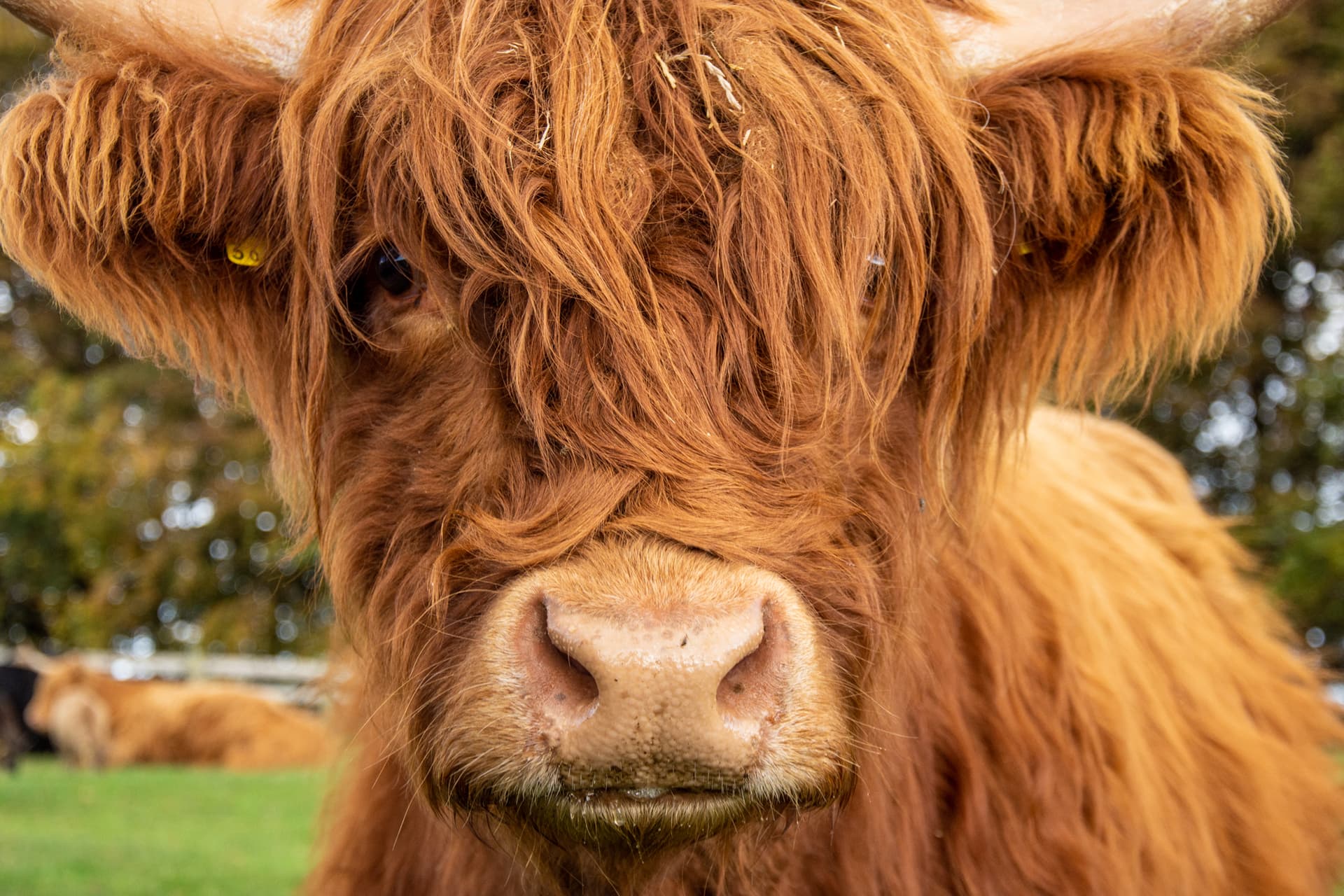 Highland Cow Weekend at Cotswold Farm Park