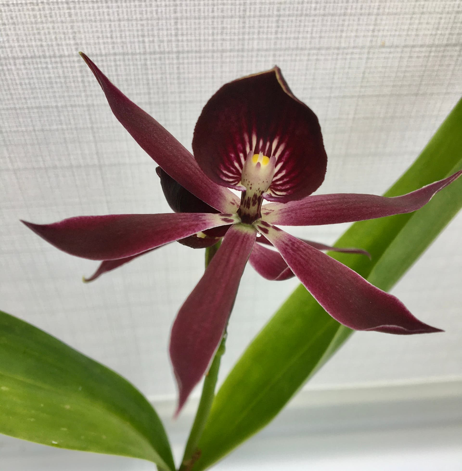 Harrogate Orchid Society Annual Show
