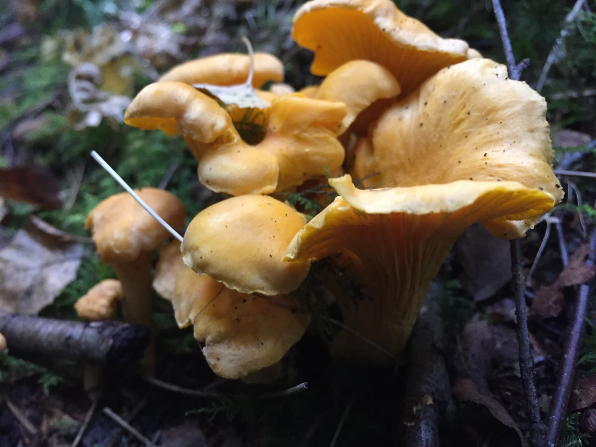Summer Foraging Course at Living Vital, Stanmer Park, Brighton.