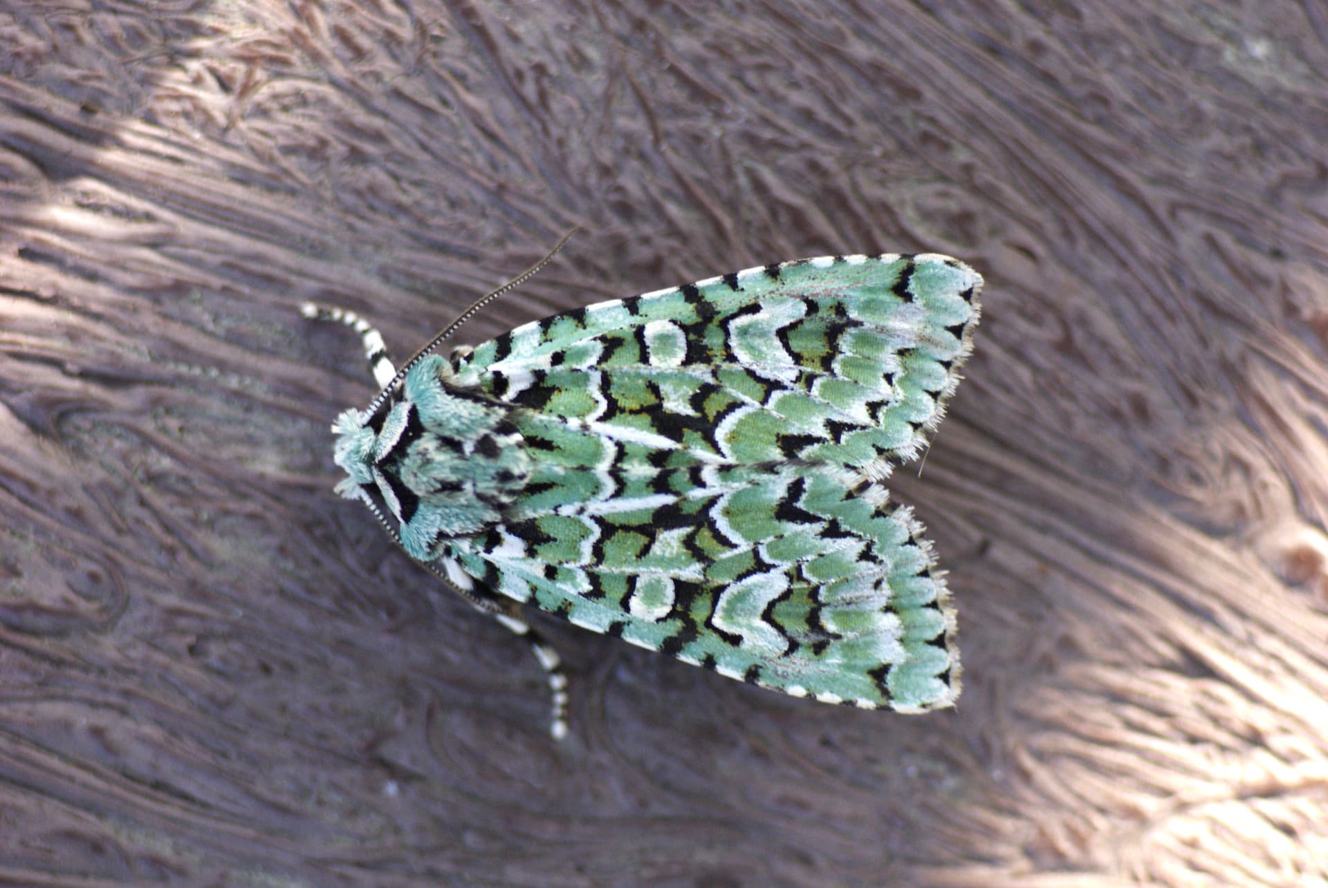 Moths and coffee!