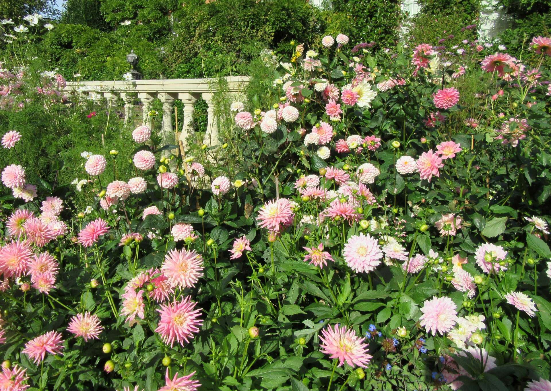 Dahlia Days