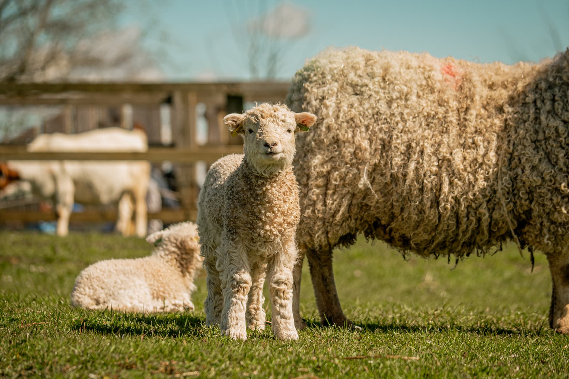 Sheep Fest on the Farm
