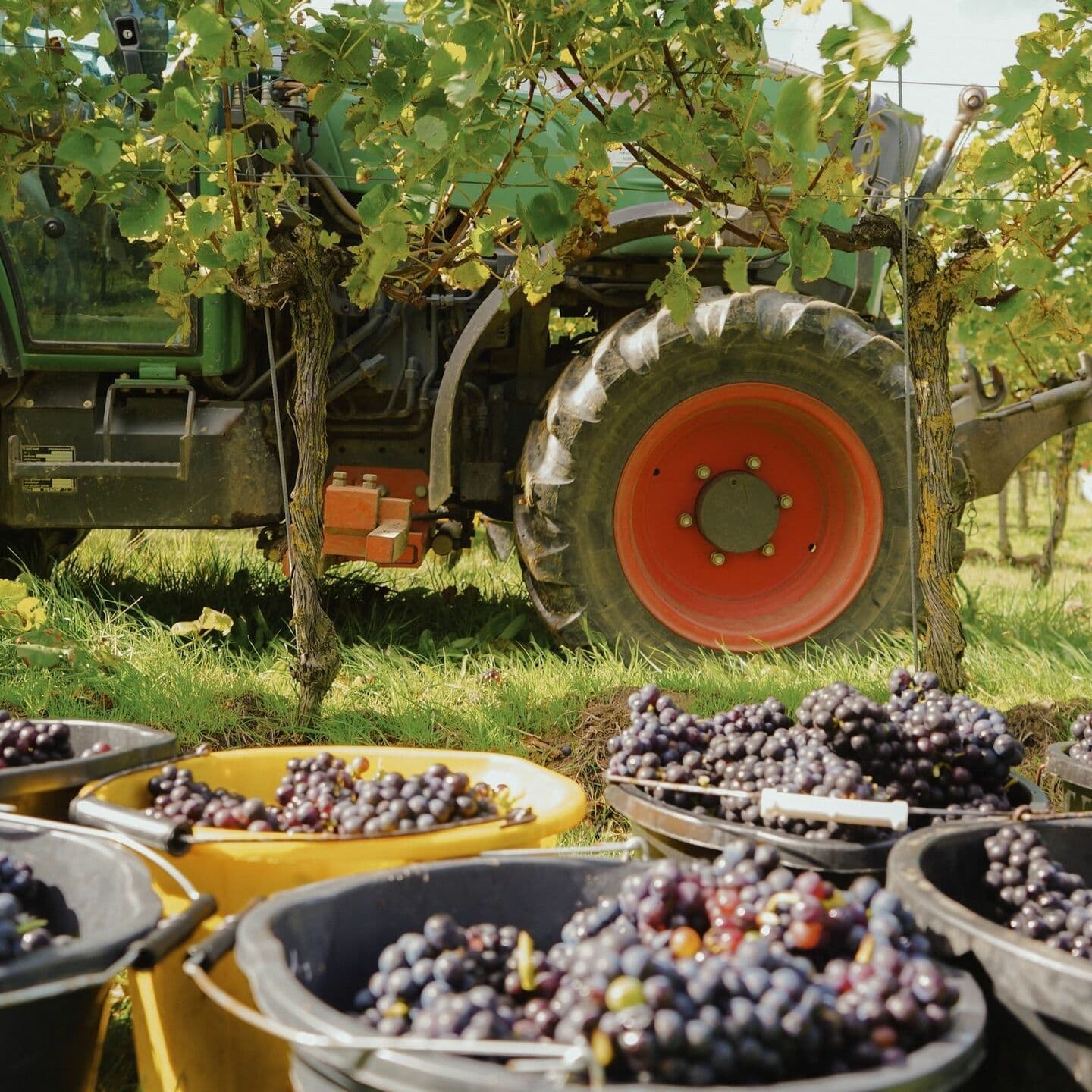 Winemaker's Harvest Lunch 2026
