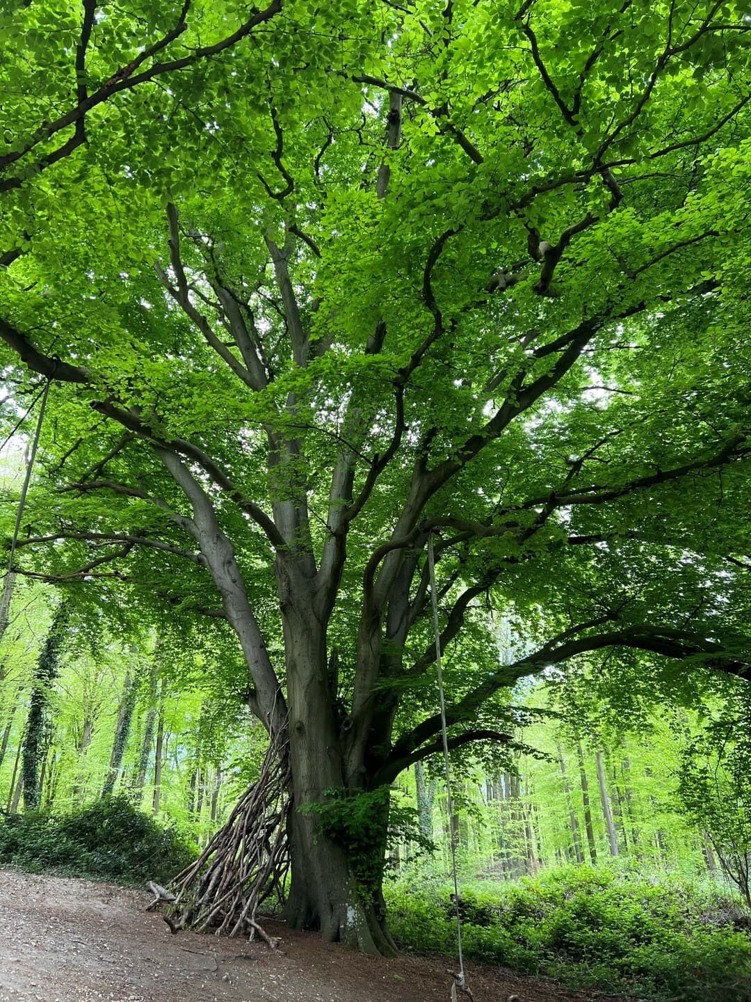 Guided Tree Tours at Nymans