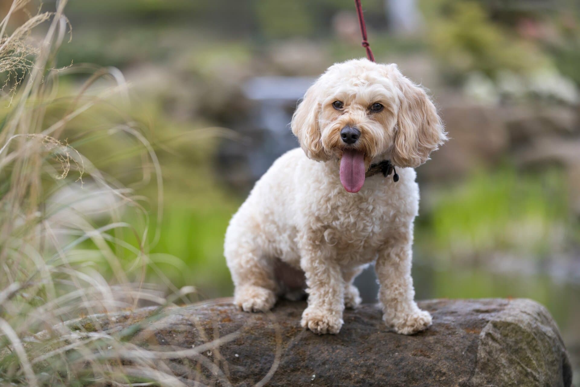August Walkies at Wisley
