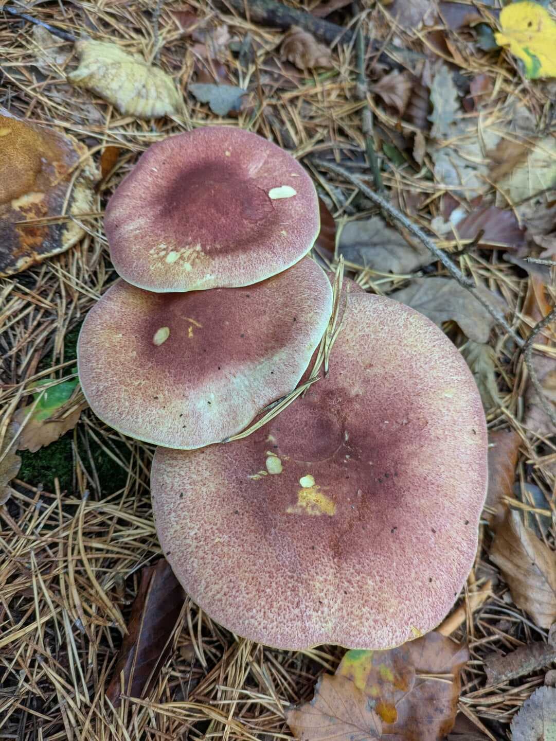 Sussex Wildlife Trust Guided Fungi Walk