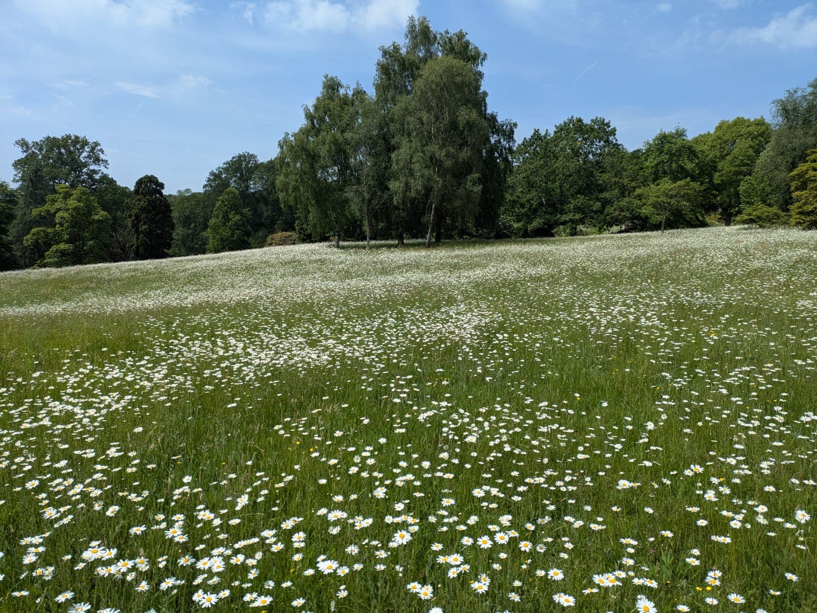 Wildflower Meadow Tour with Senior Gardener Elliot Chandler