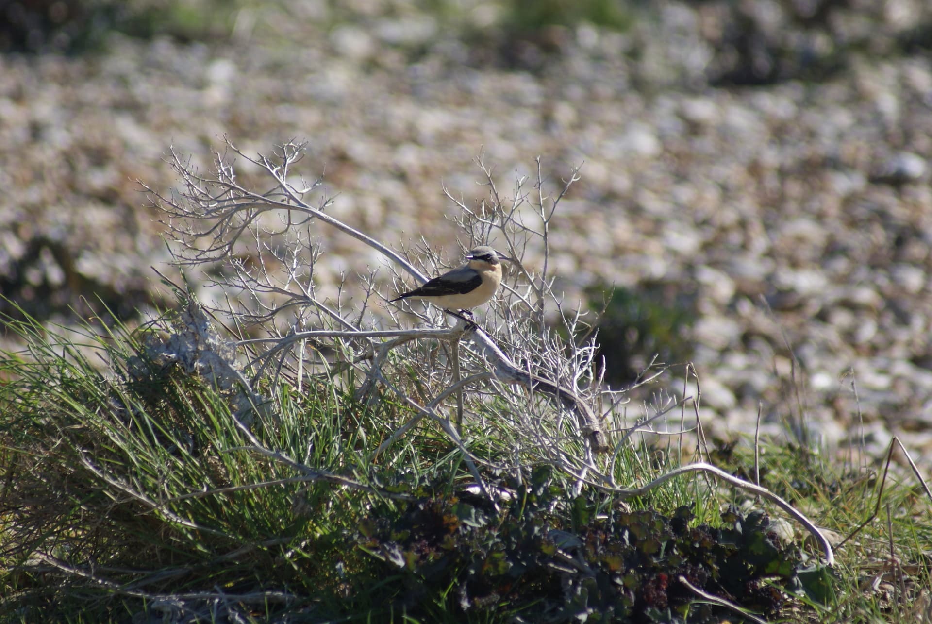 Guided Walk: Pagham Migration Magic